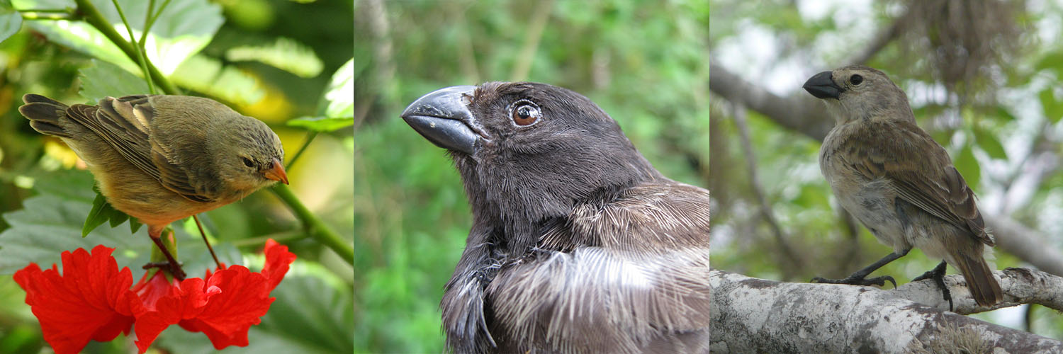 Left to right: The small tree finch, Camarhynchus parvulus ; the medium tree finch, Camarhynchus pauper ; and the large tree finch, Camarhynchus psittacula. Ruben Heleno/darwinfoundation.org (CC BY-SA 3.0); Jody O'Connor/Wikimedia Commons (public domain); Ruben Heleno/darwinfoundation.org (CC BY-SA 3.0)