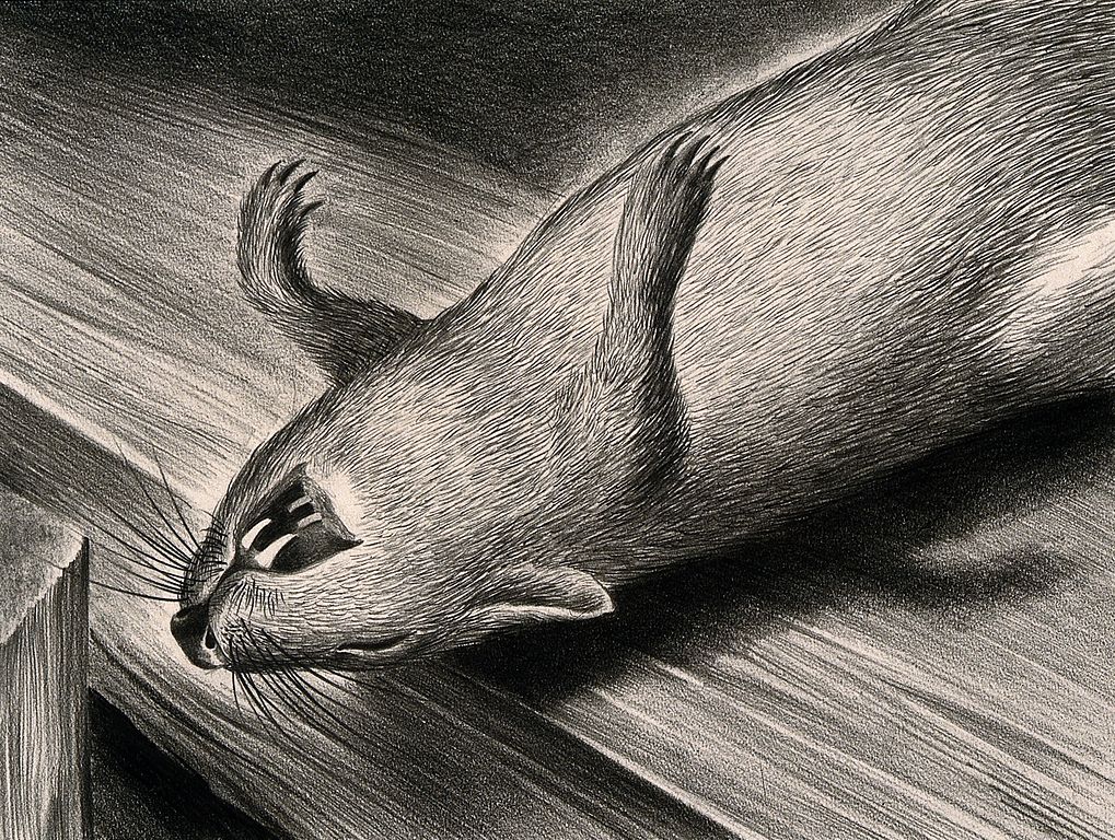 Are rodents really to blame for the bubonic plague? Wellcome Trust/Wikimedia Commons (CC BY 4.0)