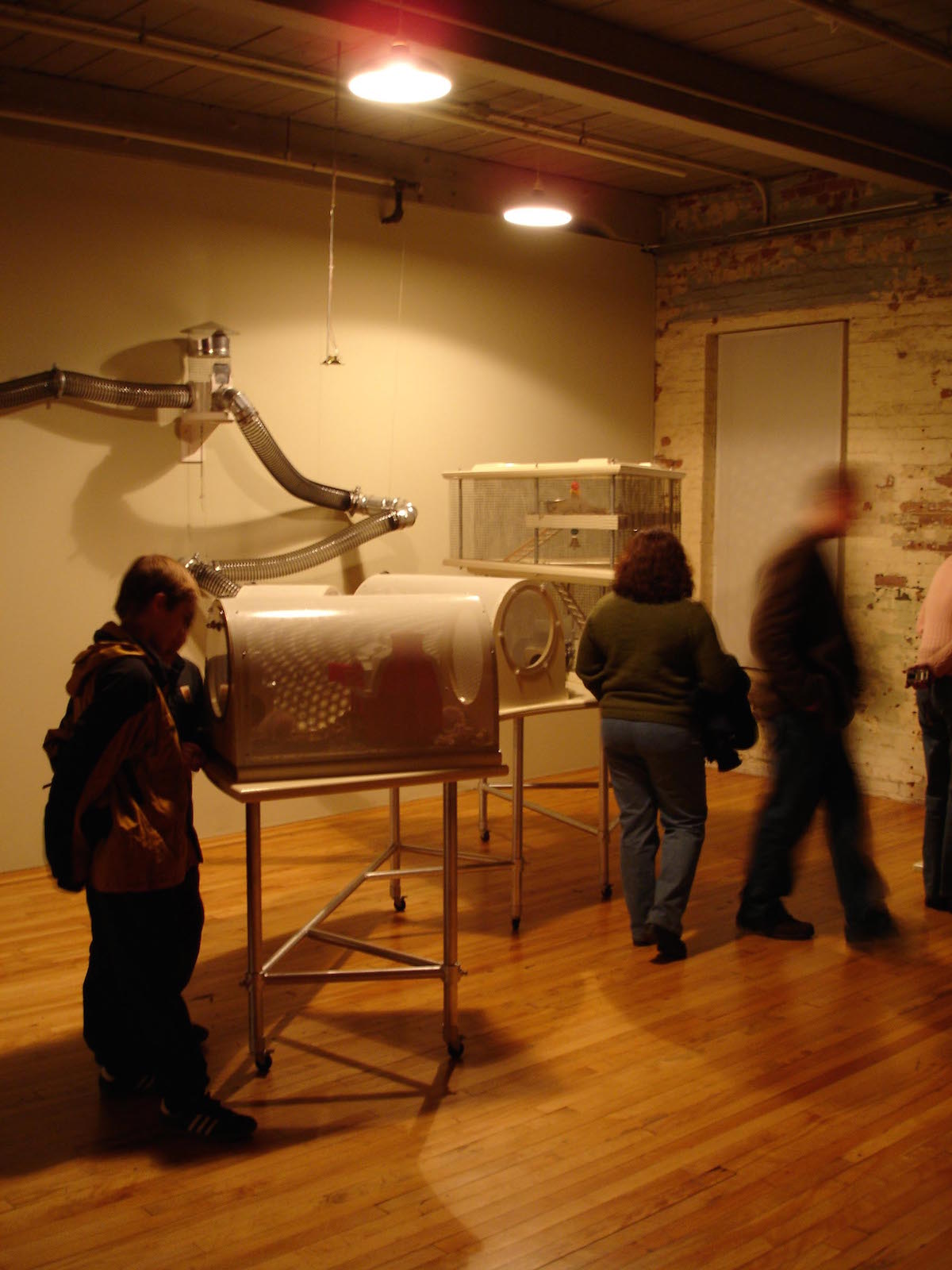 Kathy High, Embracing Animal (2004-2006), mixed media installation including 3 live transgenic rats (reproduced with permission)