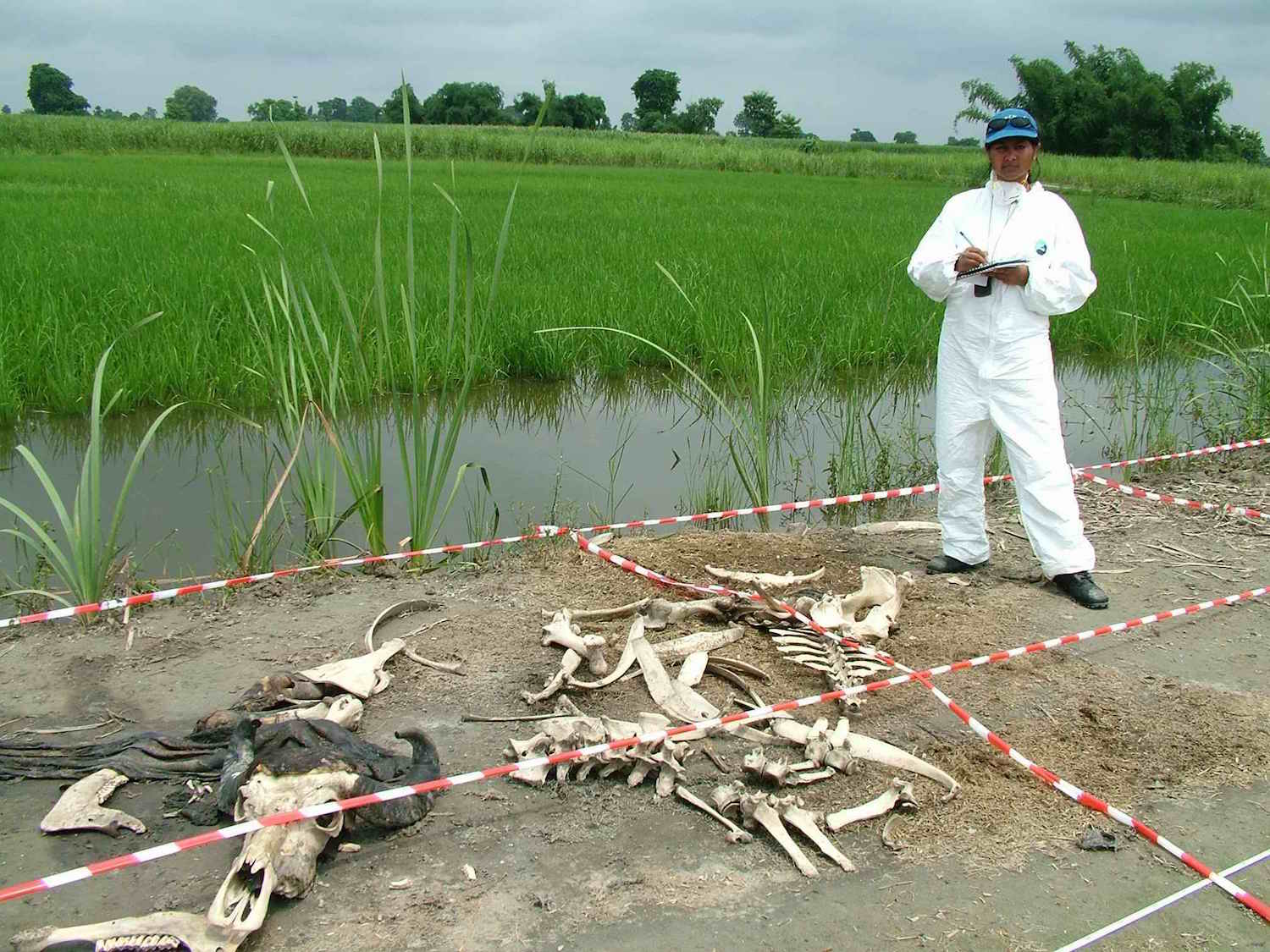 Studying the taphonomy of humans and other animals can yield valuable data for a range of researchers. Anil1956/Wikimedia Commons (public domain)