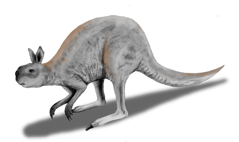 The extinct Procoptodon has an approximate analogue in the modern-day kangaroo. Nobu Tamura/Wikimedia Commons (CC BY 3.0)