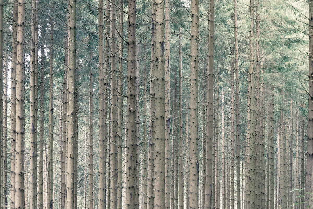 With a warped perception of how to market yourself to future employers, how can new PhD graduates stand out from the rest of the forest? Idler Baertschiger/Flickr (CC BY-SA 2.0)