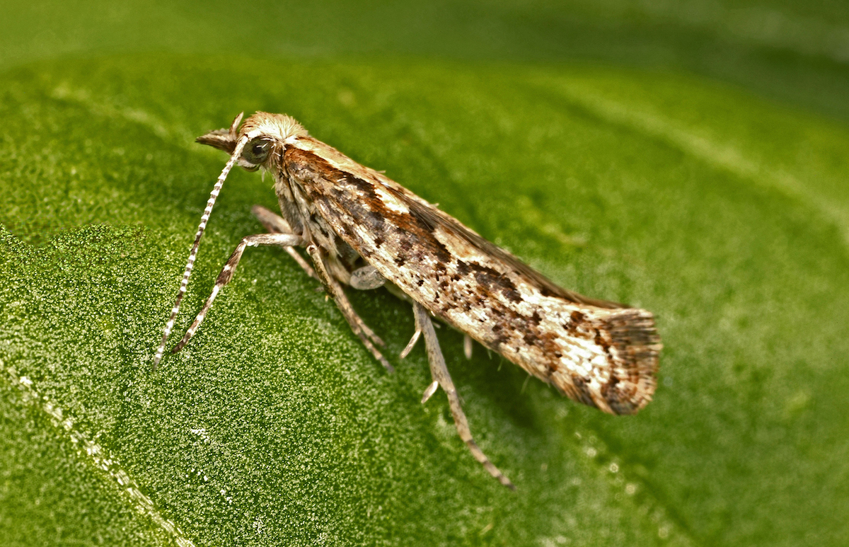 The diamondback moth is both a bothersome pest and a useful research subject. David McClenaghan/CSIRO (CC BY 3.0)
