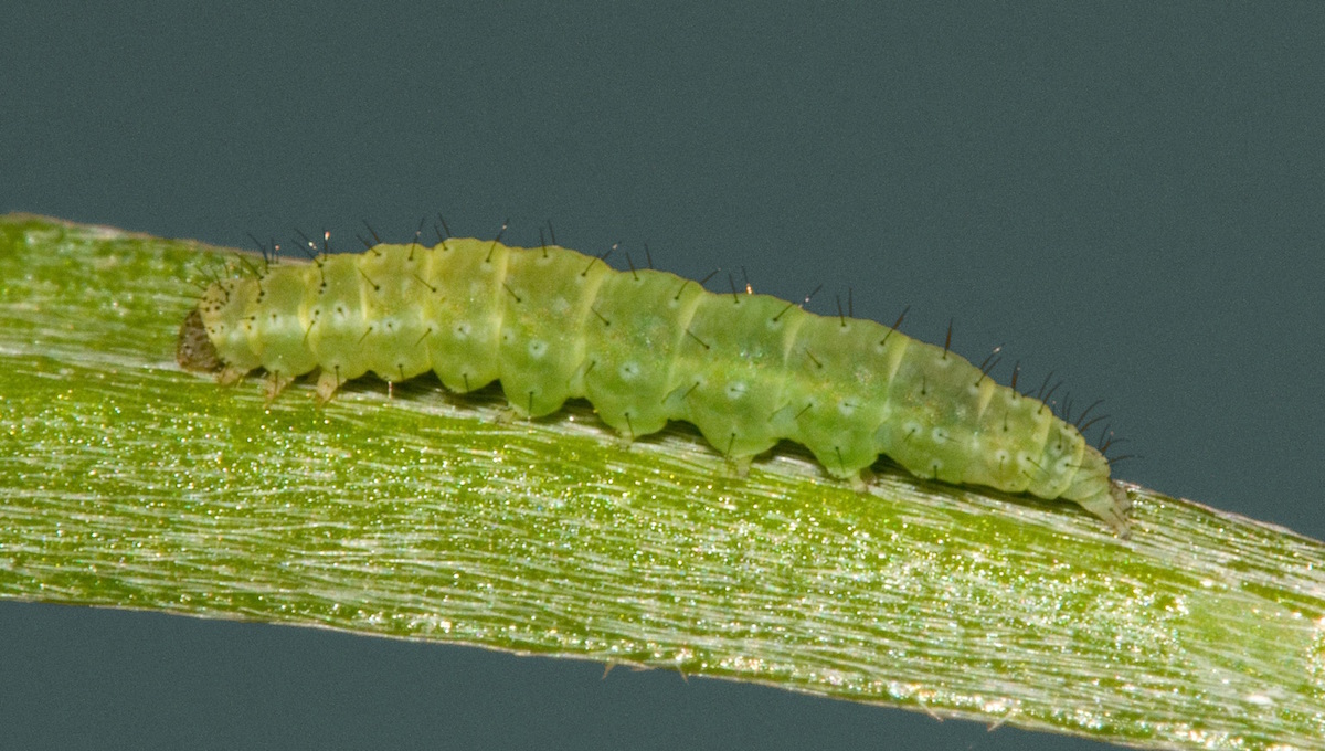 The larval form of the diamondback moth. David Cappaert, Michigan State University/Bugwood.org (CC BY-NC 3.0)