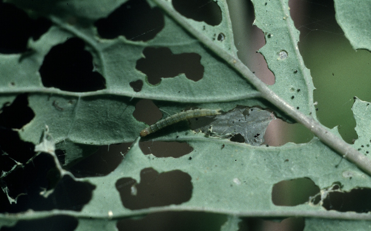 Diamondback moth larvae, seen here on a cabbage, have caused billions of dollars of crop damage. Whitney Cranshaw, Colorado State University/Bugwood.org (CC BY 3.0) 
