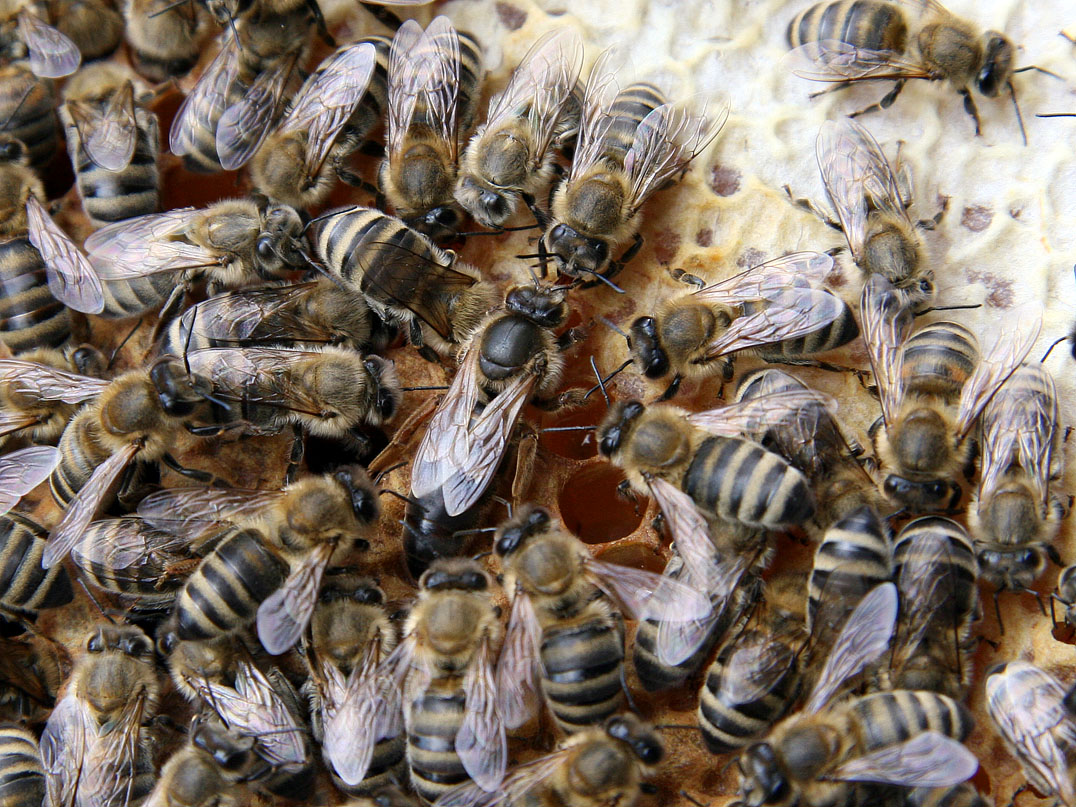 A queen bee (centre) develops differently from her workers not because of genetics, but because she is fed royal jelly during development. Waugsberg/Wikimedia Commons (CC BY-SA 3.0)