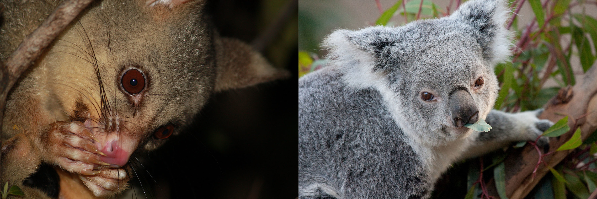 The common brushtail possum (Trichosurus vulpecula) is a generalist herbivore with a varied diet, whereas the koala (Phascolarctos cinereus) specialises in eucalypt leaves. Daniela Parra/Flickr (CC BY-NC 2.0); Nathan Rupert/Flickr (CC BY-NC-ND 2.0)
