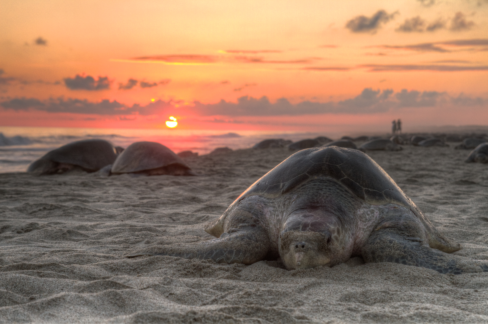 Species like this olive ridley turtle (Lepidochelys olivacea) are ill-suited to cope with a warming climate. Claudio Giovenzana/Wikimedia Commons (CC BY-SA 3.0)