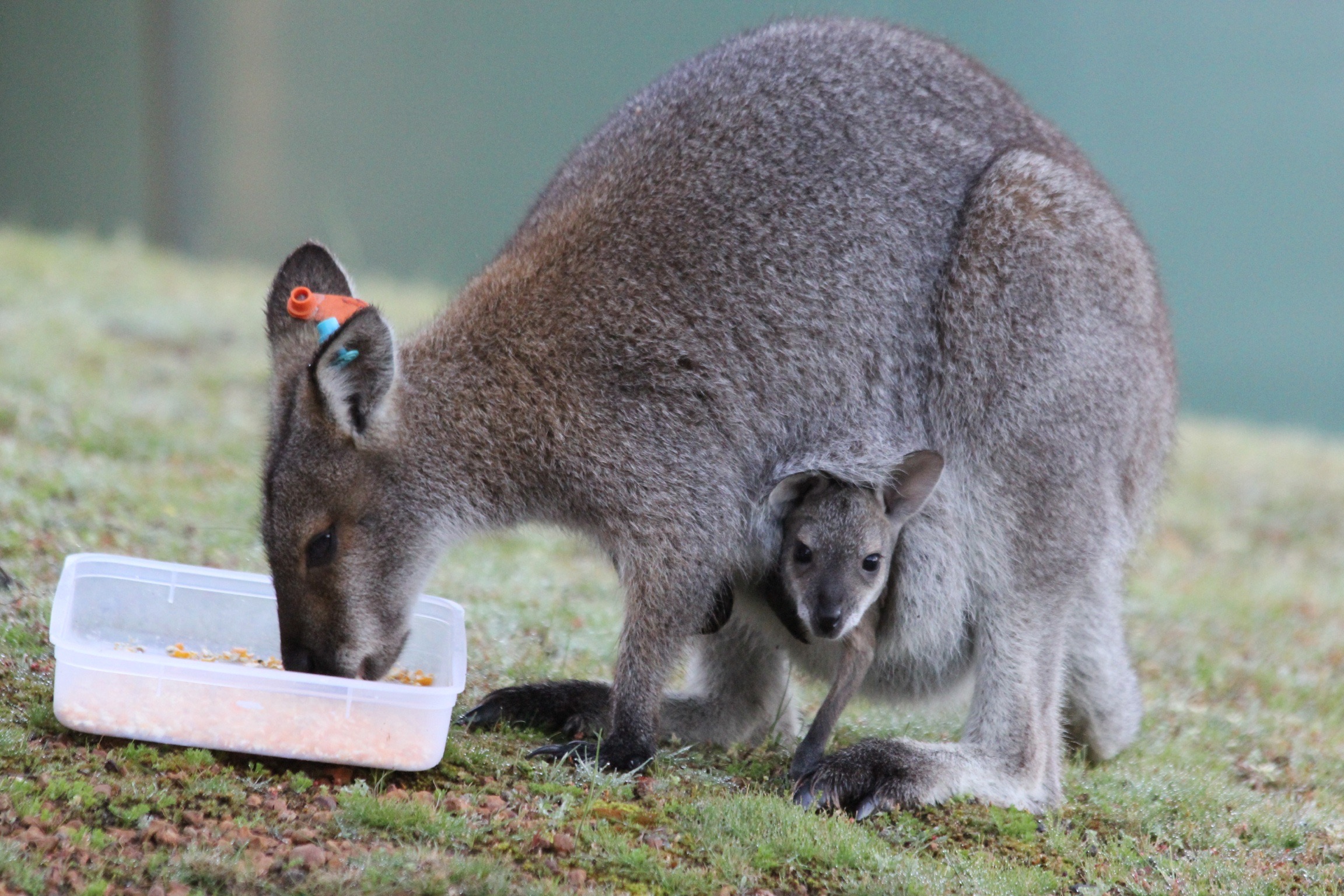 Foraging herbivores, like this red-necked wallaby, must keep safety in mind at all times. John Sharp (used with permission)