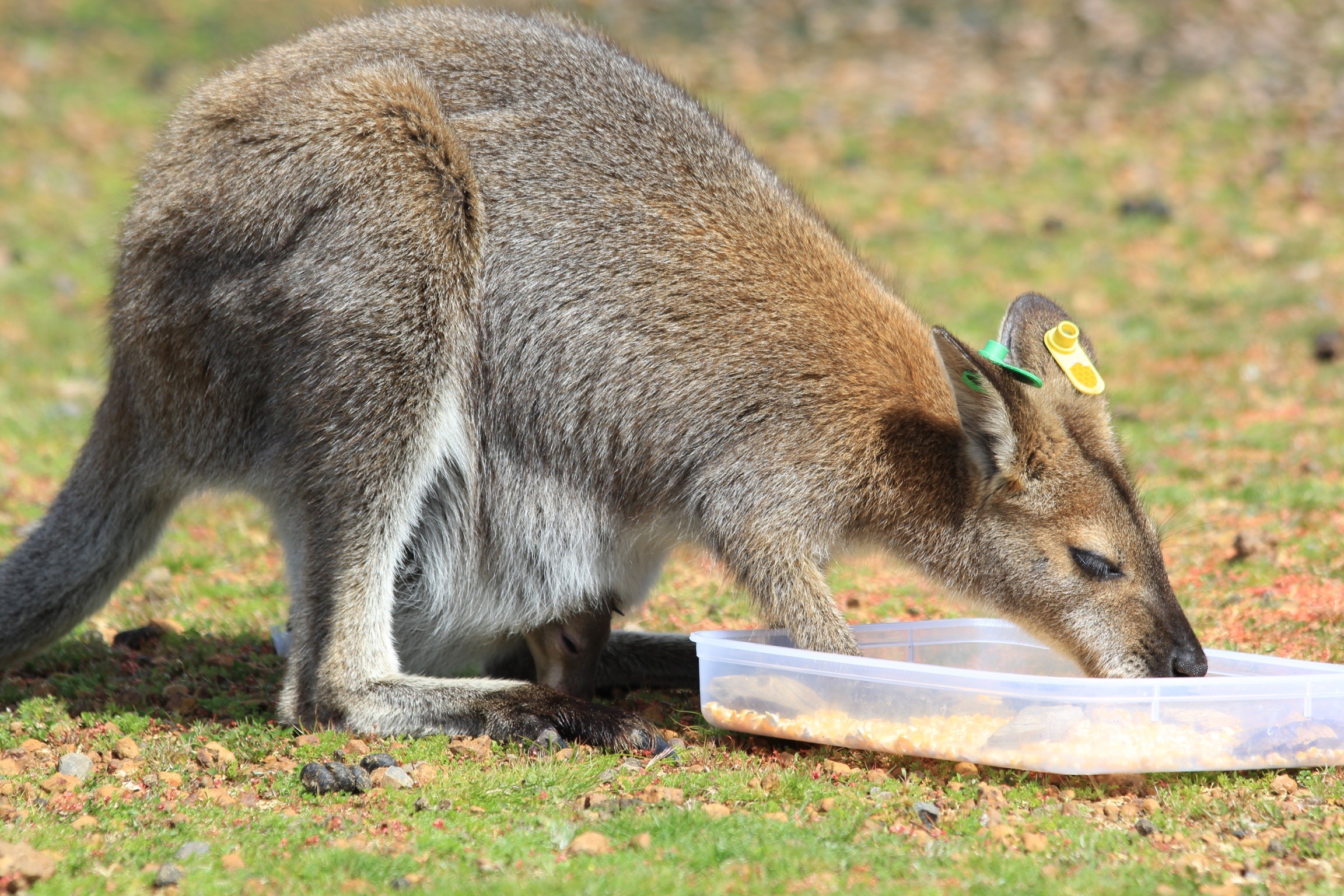 Wallabies took faecal cues into account when deciding whether to use particular feeding trays. John Sharp (used with permission)