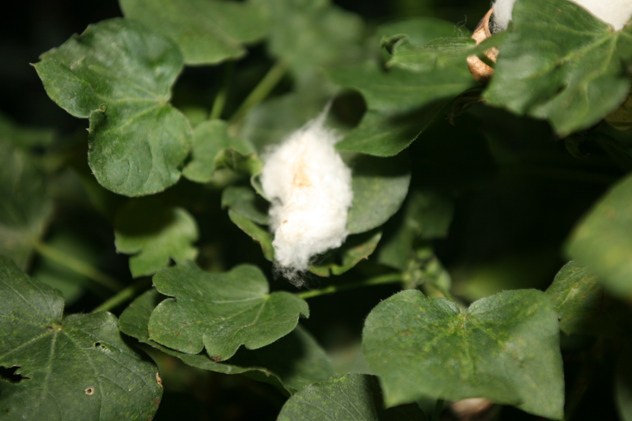 Cotton is a common crop that has been transgenically modified Bt toxin genes. Nostri-Imago/Flickr (CC BY 2.0)