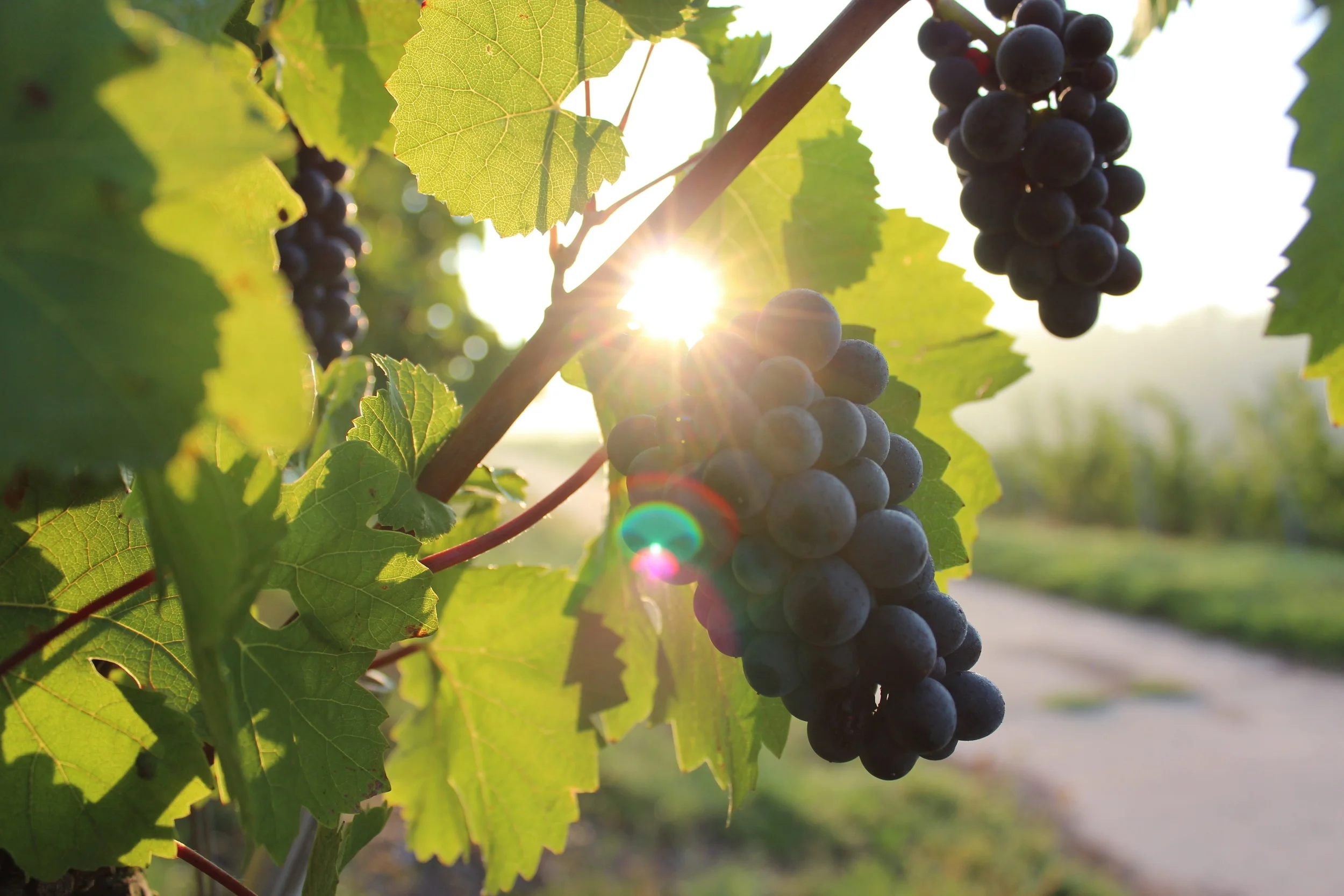 The risks and benefits of both organic and GM foods are being continually debated. Lukas Hӓffele/Unsplash (CC0 1.0)