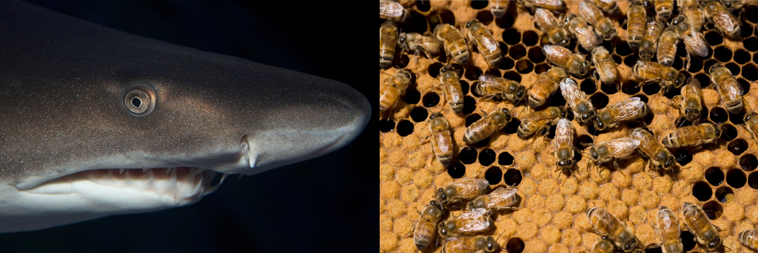 Sand tiger sharks (left) and honeybees (right) both gain survival advantages from engaging in cannibalism. Brian Gratwicke/Flickr (CC BY 2.0); Nick Pitsas/CSIRO (CC BY 3.0)