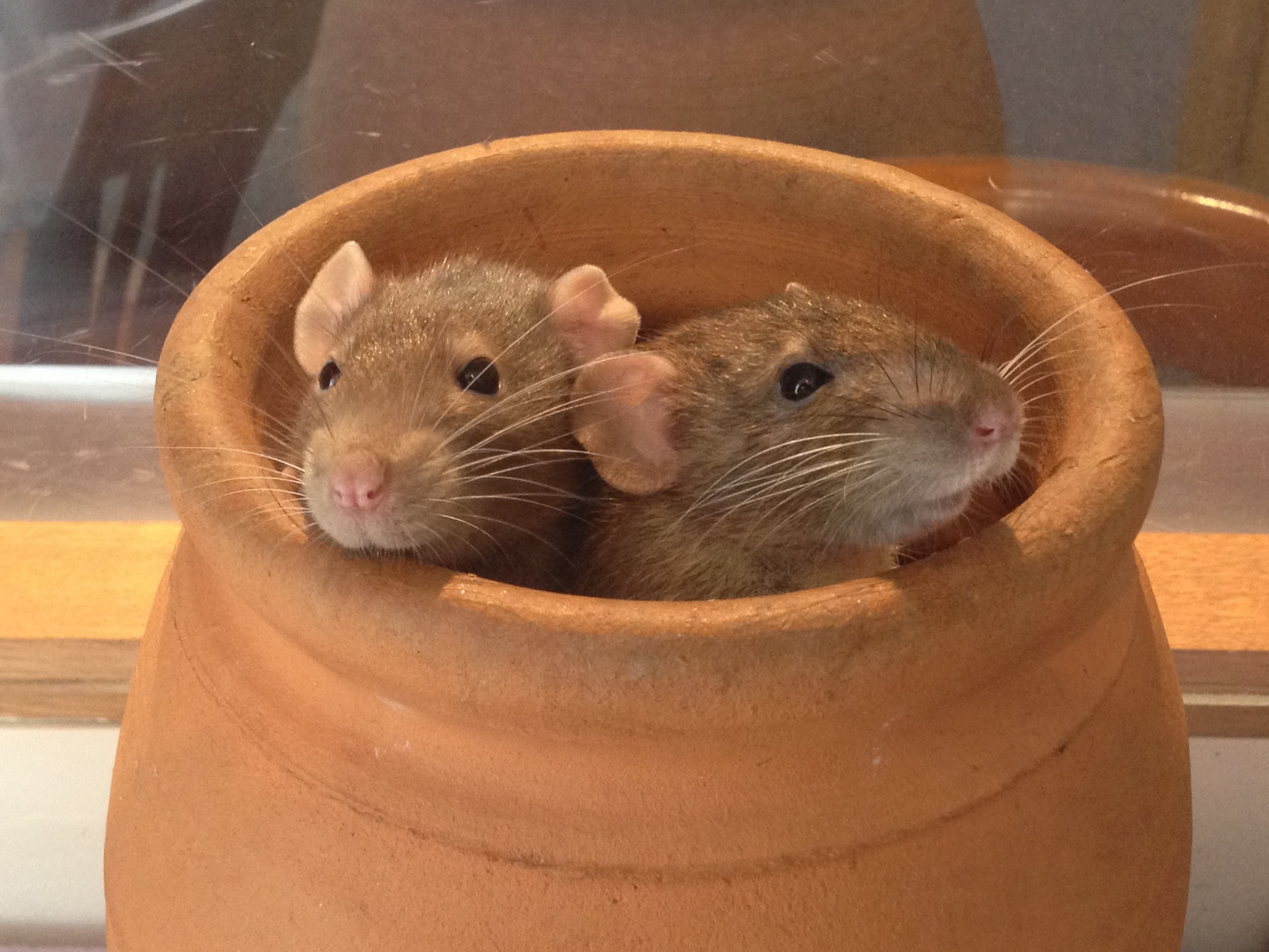 They hide from the warfarin. Smithsonian's National Zoo/Flickr (CC BY-NC-ND 2.0) 