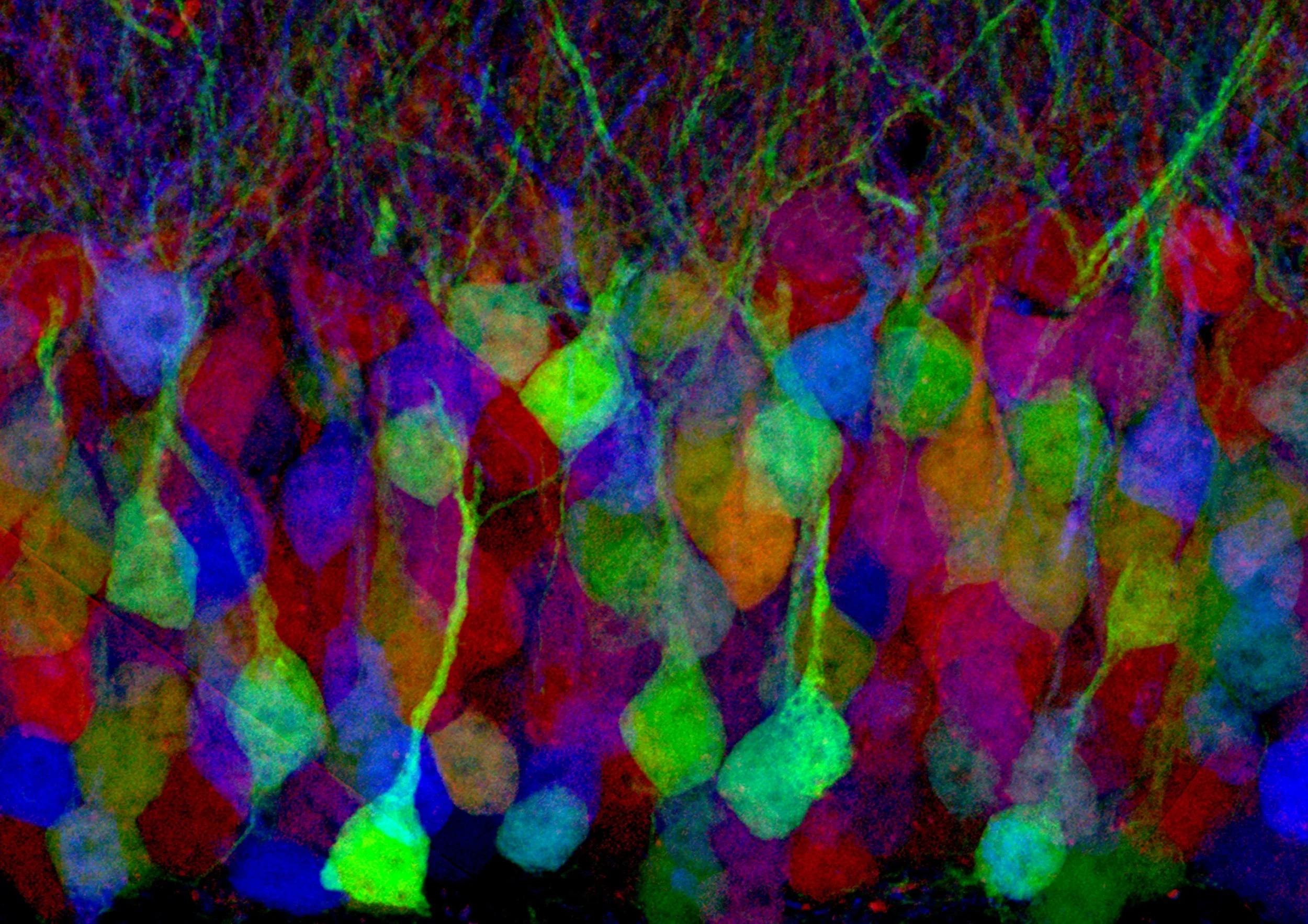 A ‘brainbow’ depicting neural networks in the brain. Each individual neuron is labelled by one of many fluorescent proteins. Jeff Lichtman/Flickr (CC BY-NC-ND 2.0)
