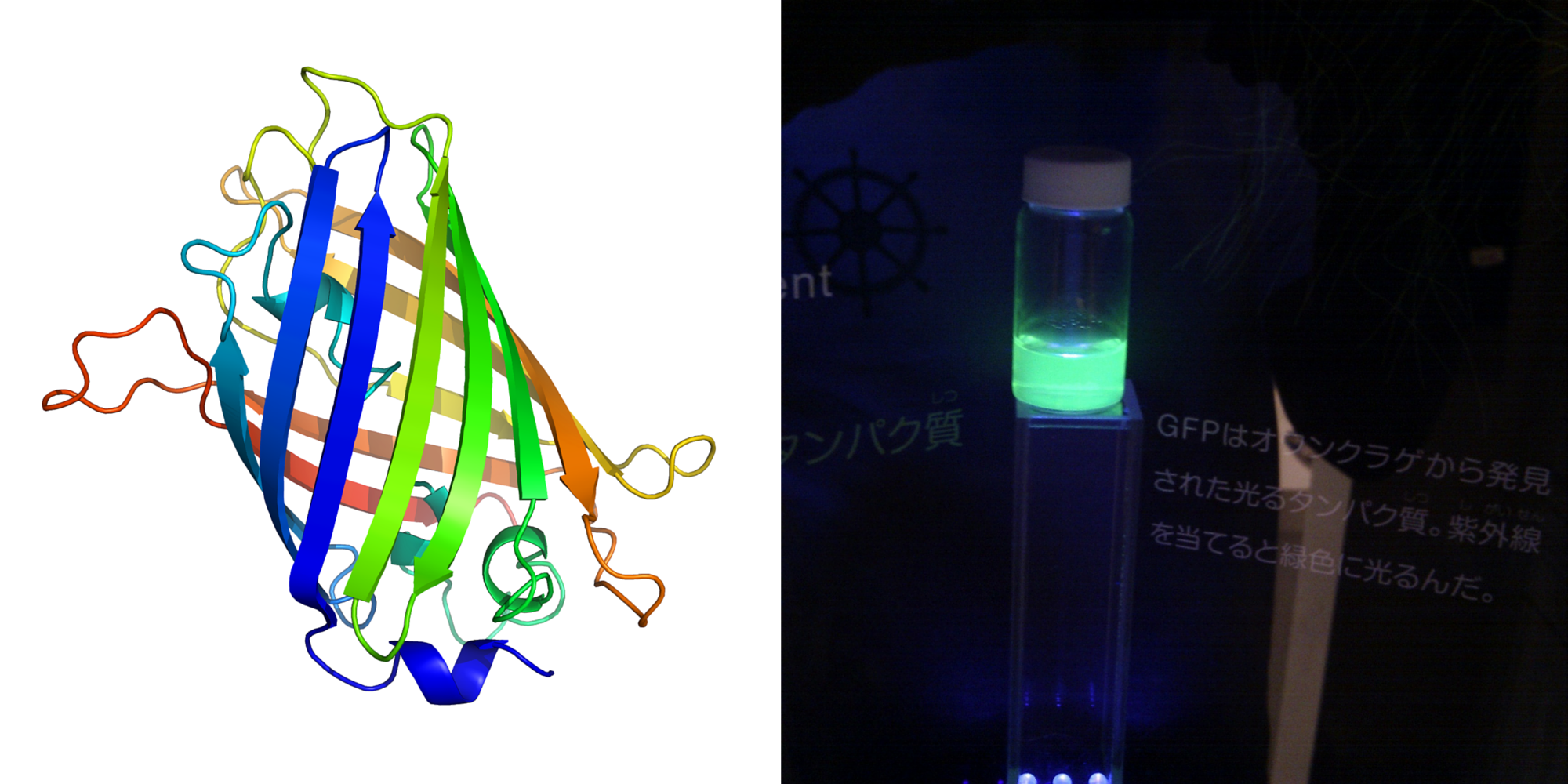The structure of GFP, showing its almost perfect cylindrical shape (left), and illumination seen in purified GFP (right). Richard Wheeler/Wikimedia Commons (CC BY-SA 3.0); OpenCage/Wikimedia Commons (CC BY-SA 2.5)