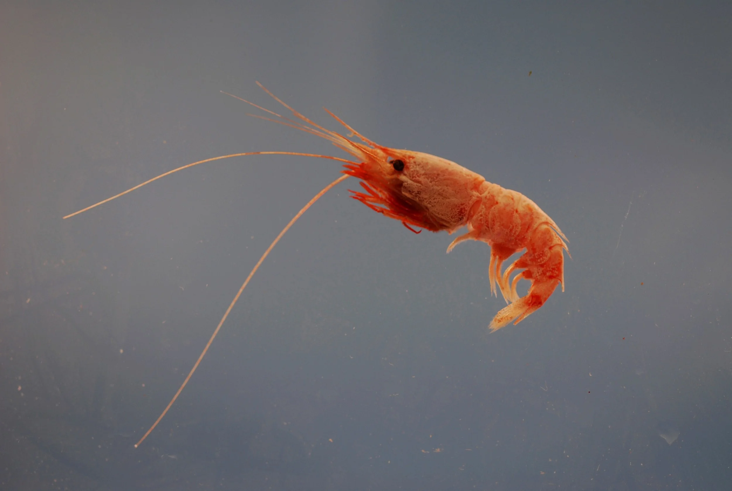 The deep-sea shrimp Oplophorus gracilirostris , which was crucial in the development of LumiFluor. SEFSC Pascagoula Laboratory/Flickr (CC BY 2.0)