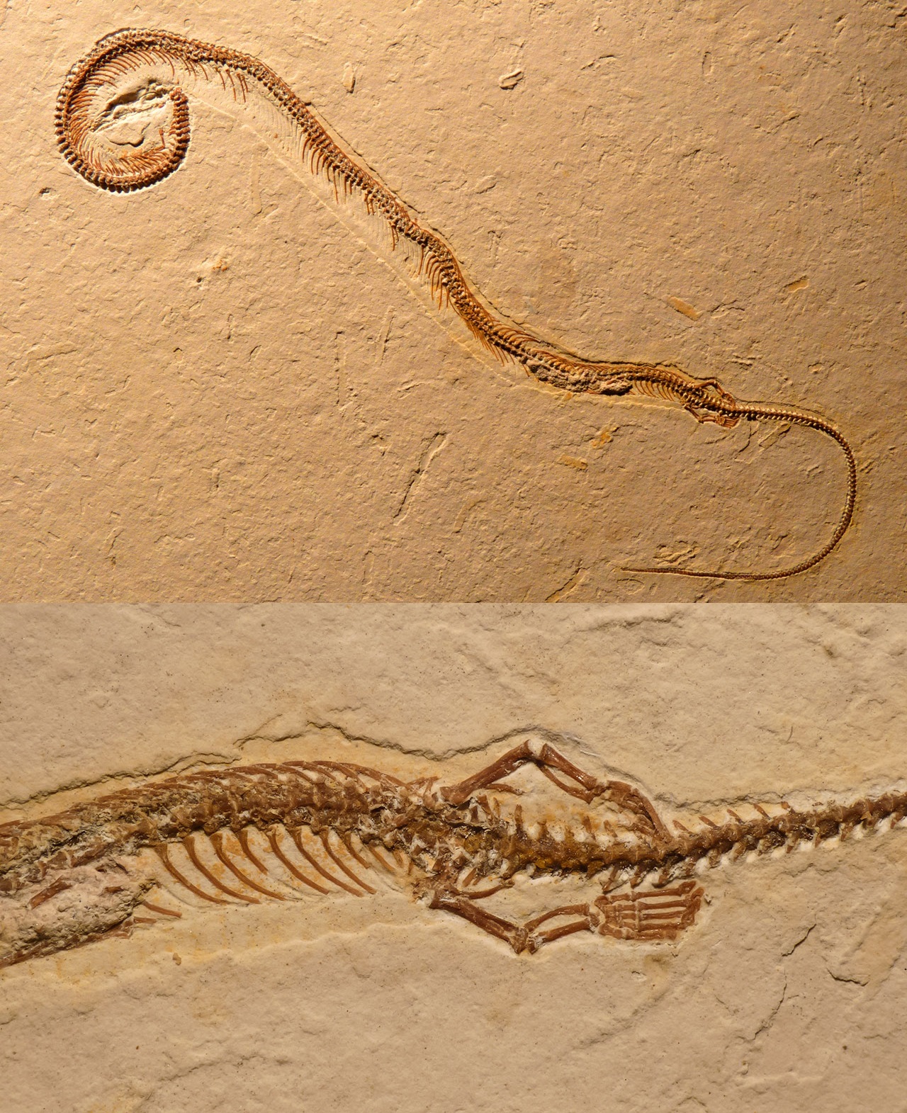 The fossil of Tetrapodophis amplectus , showing its full snake-like skeleton (top) and protruding limbs (bottom). David Martill/Helmet Tischlinger/Nicholas Longrich (used with permission)