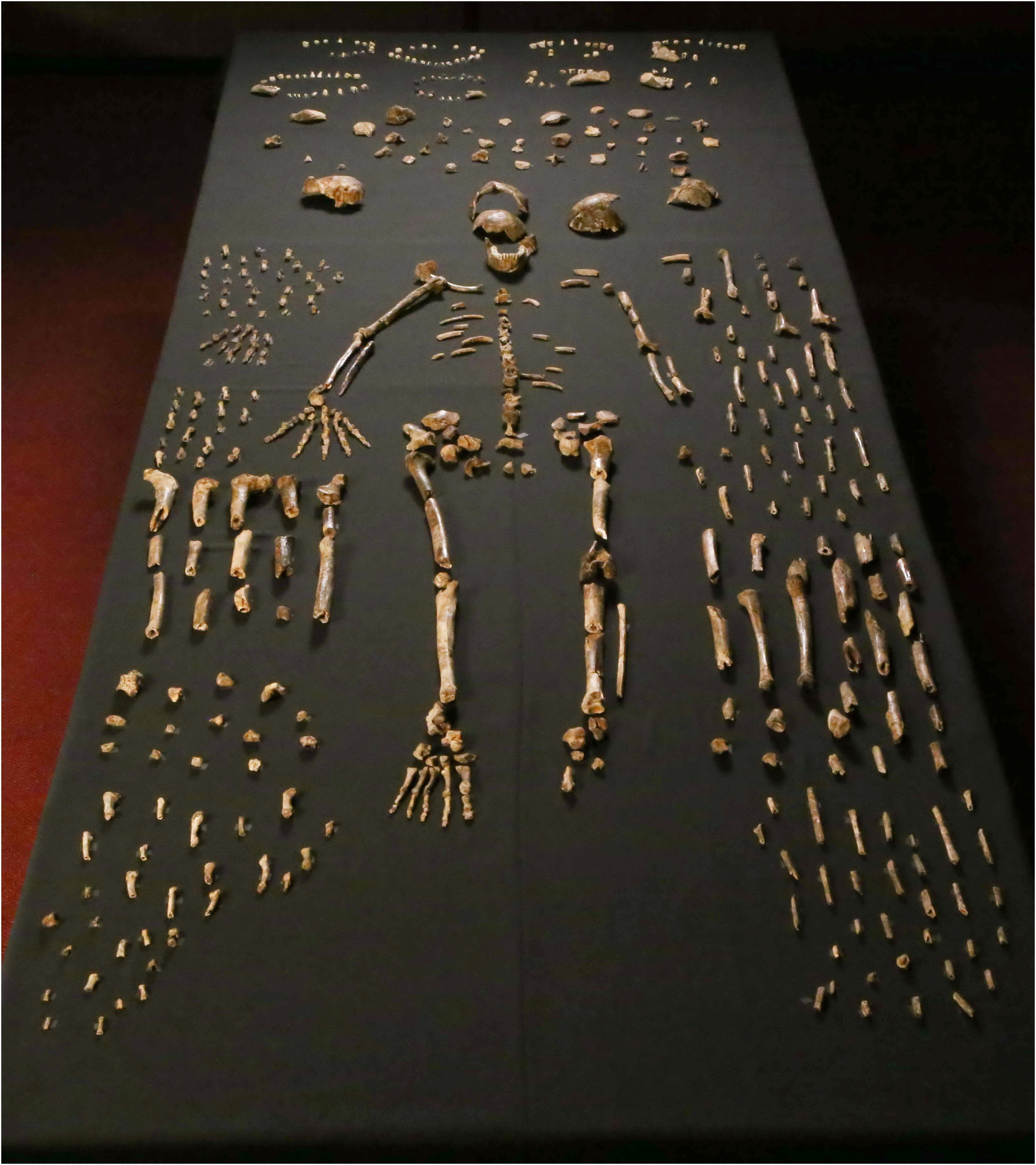 A sample of the 1550 H. naledi skeletal pieces recovered at a single site in South Africa. Berger et al. (2015) (CC BY 4.0)