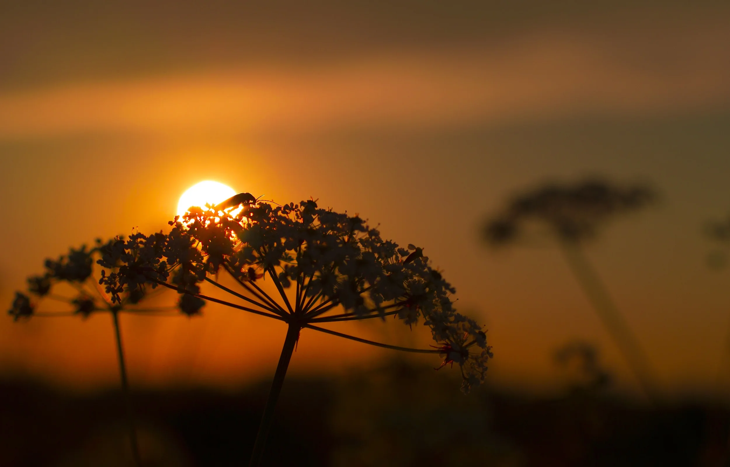 Quantum phenomena usually require delicate and cold laboratory conditions to be observed. So it’s extra tricky to study them in plants, which are warm, complex organisms. Олег Жилко/Unsplash (public domain)