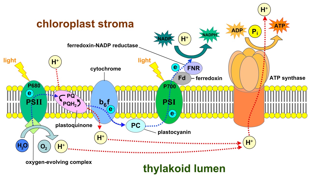 The complex electron transfer system that converts light into chemical energy inside chloroplast reaction centres. This is the heart of photosynthesis. Somepics/Wikimedia Commons (CC BY-SA 4.0)