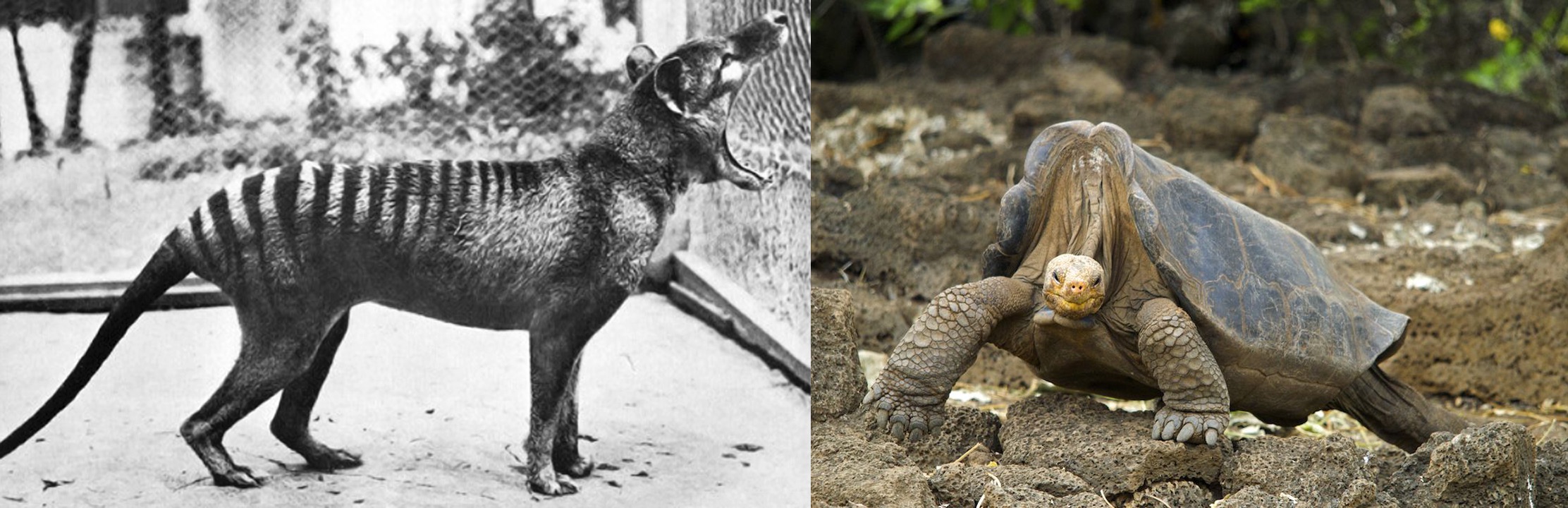 “Benjamin” the thylacine (left) and Lonesome George the Pinta Island tortoise (right) are well-known endlings. Wikimedia Commons (public domain); Arturo de Frias Marques/Wikimedia Commons (CC BY-SA 3.0)