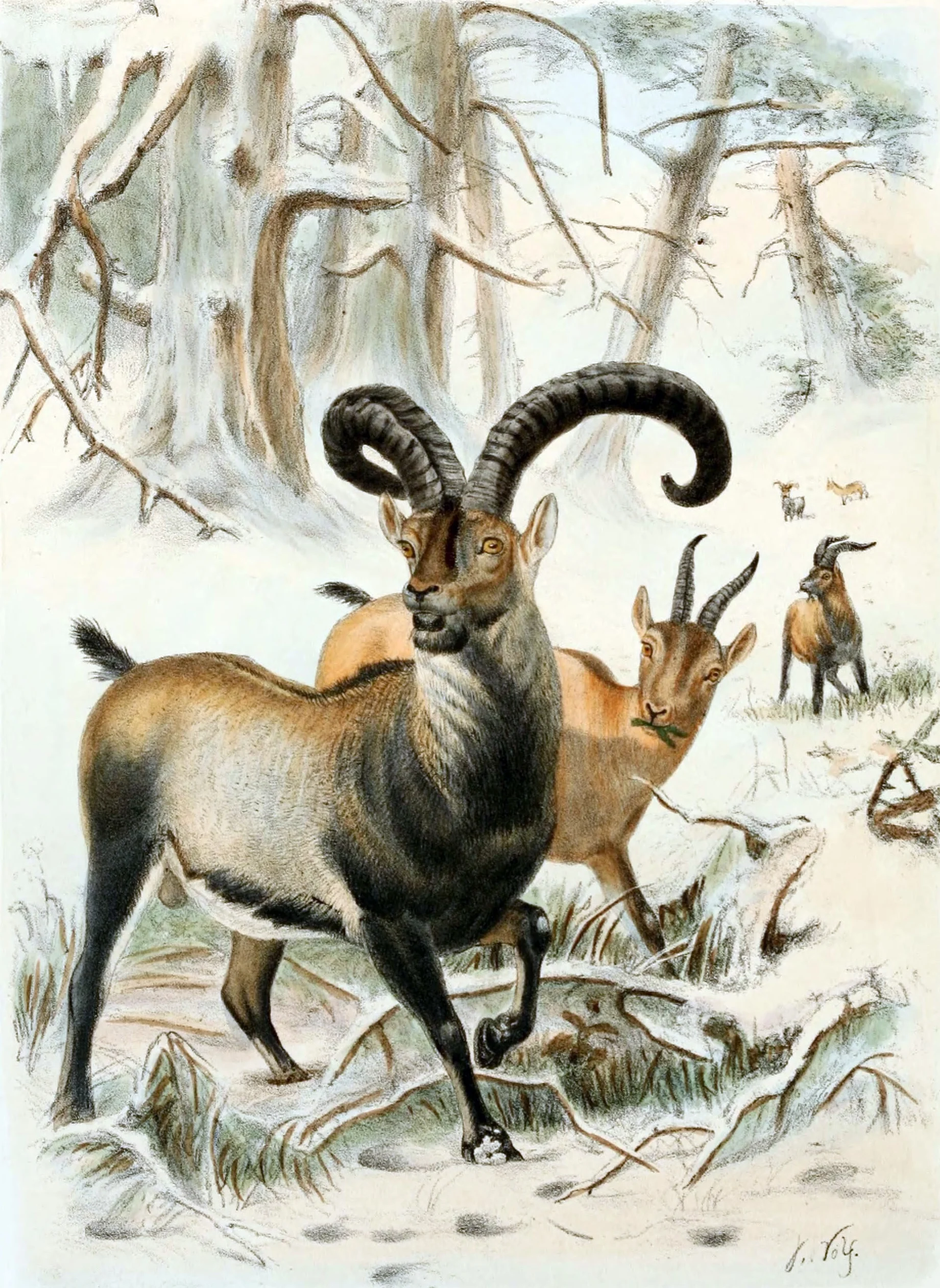 The Pyrenean ibex ( Capra pyrenaica pyrenaica ), illustrated here in 1898, remains extinct despite multiple cloning attempts. Joseph Wolf/Wikimedia Commons (public domain)