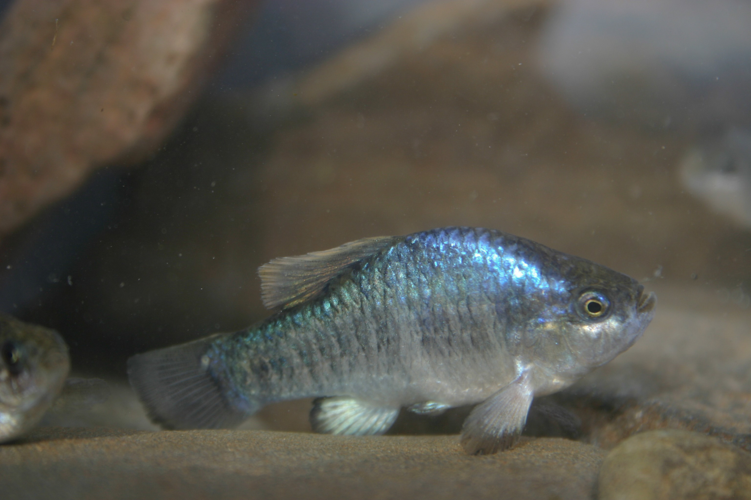 The entire population of Owens pupfish ( Cyprinodon radiosus ) was carried in two buckets. Joe Ferreira, California Department of Fish and Wildlife/Flickr (CC BY 2.0)