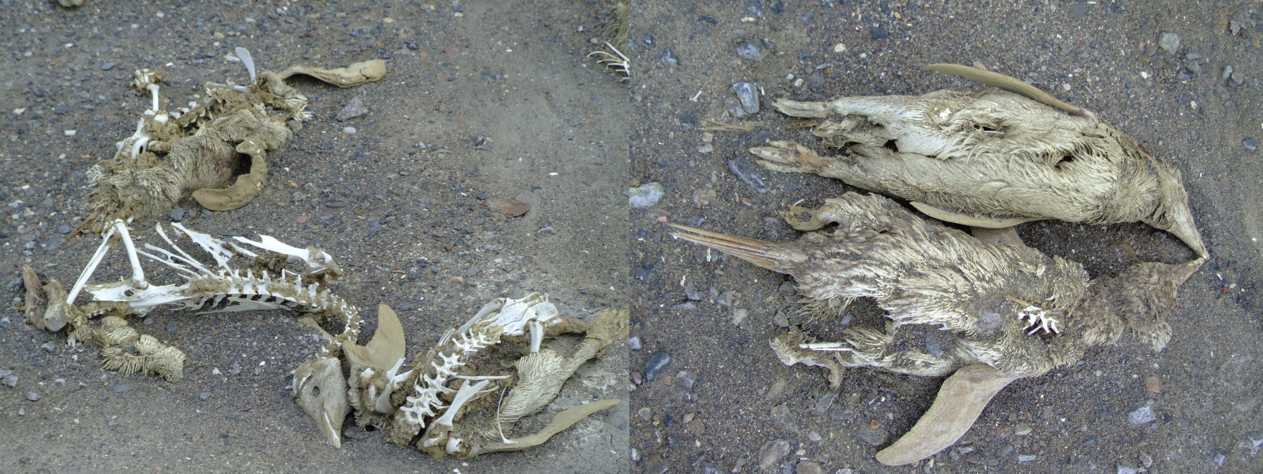 Penguin carcasses on the shores of Deep Lake, preserved by the salt and cold. Ricardo Cavicchioli (used with permission)
