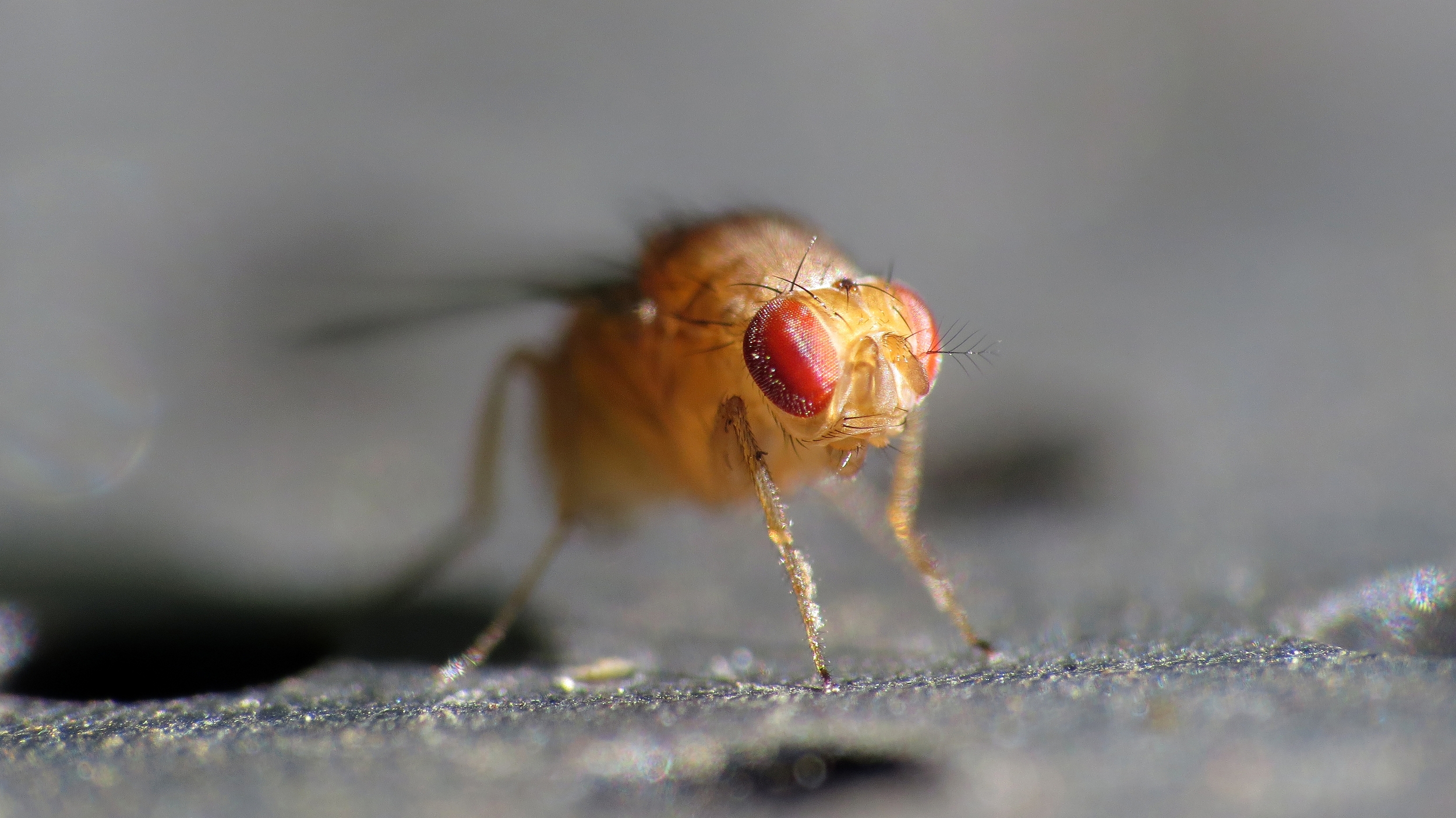 The misexpression of a gene can trigger male-male courtship in fruitflies. John Tann/Flickr (CC BY 2.0)