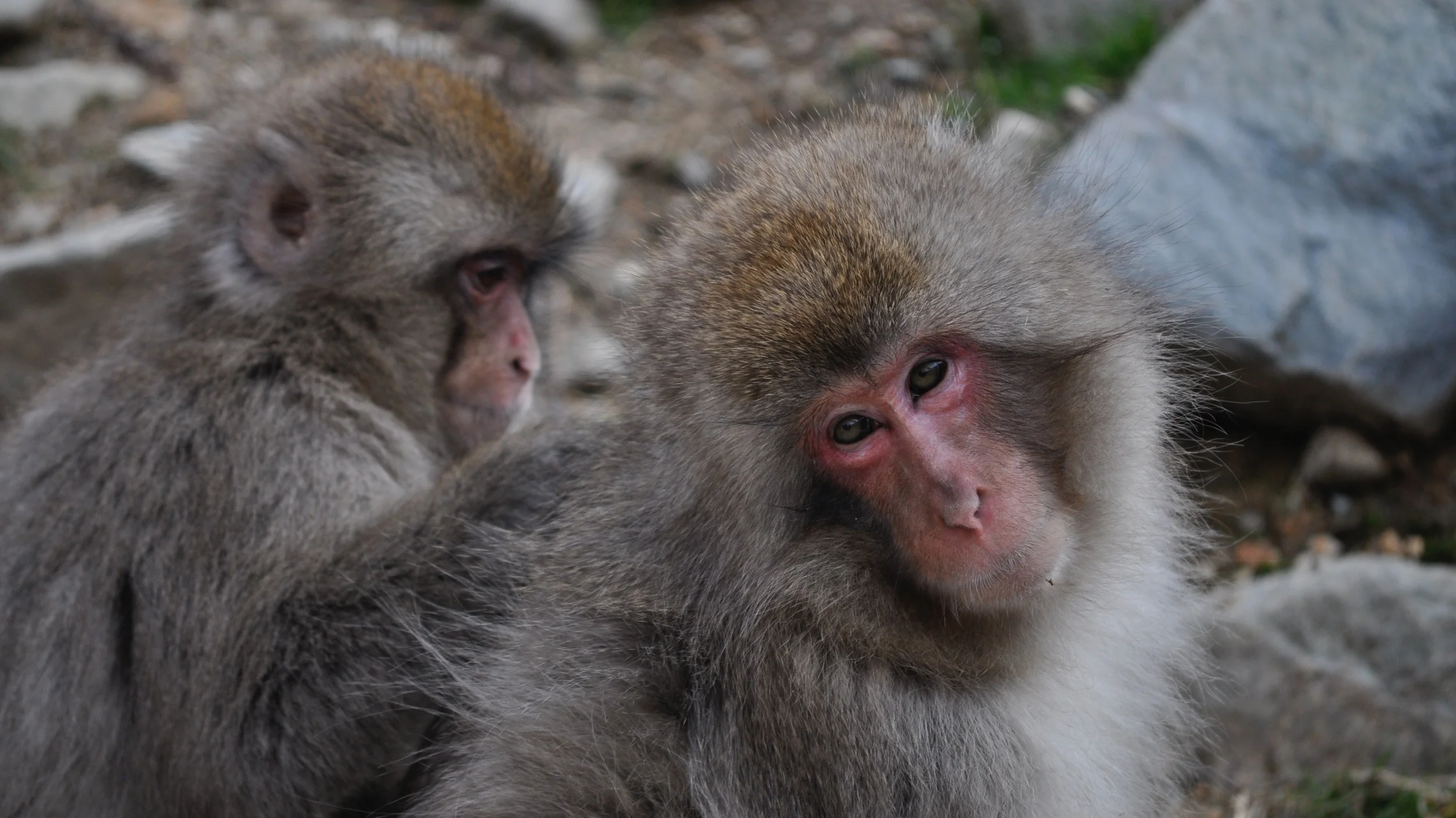 Homosexual behaviour is relatively commonplace in female Japanese macaques. David McKelvey/Flickr (CC BY-NC-ND 2.0)