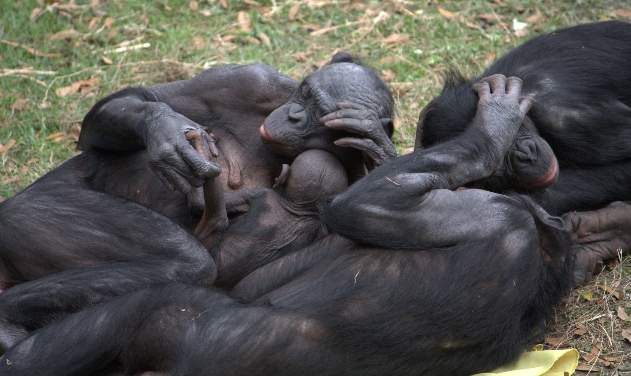 Sexual behaviours, both heterosexual and homosexual, foster social ties in bonobos. LaggedOnUser/Flickr (CC BY-SA 2.0)