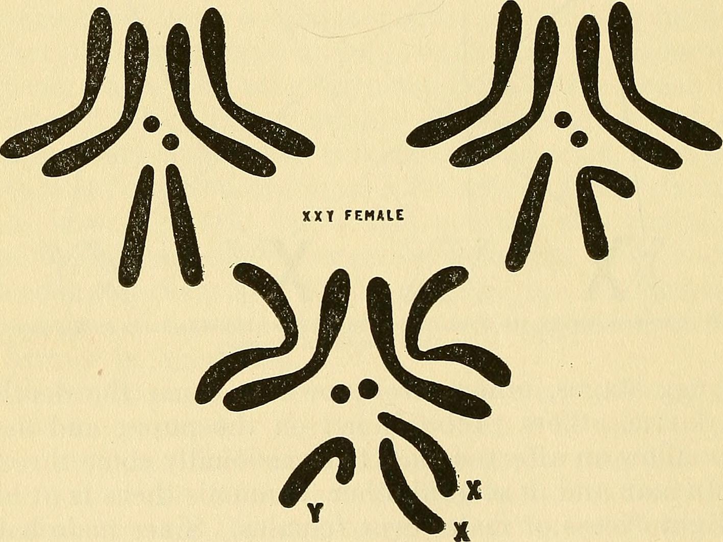 Intersex variations are mostly caused by natural variation in sex chromosome number. Internet Archive Book Images/Flickr (public domain )
