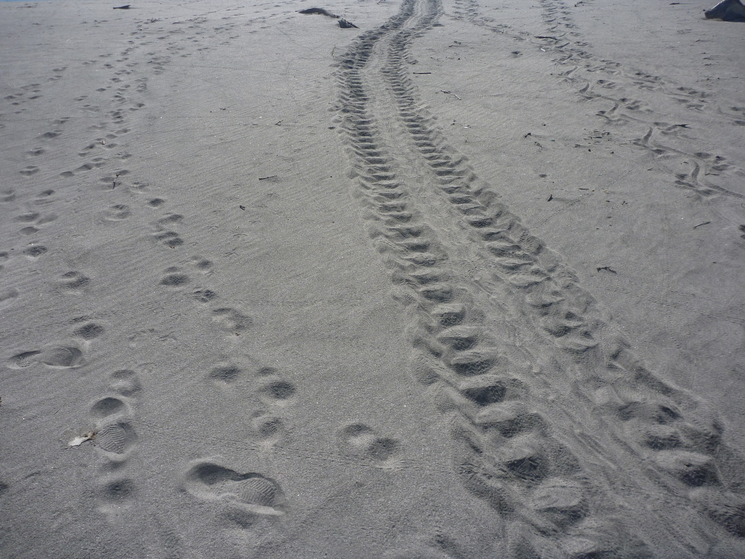 Turtle tracks (middle) criss-cross with those of humans and crocodiles. © Christopher Gatto