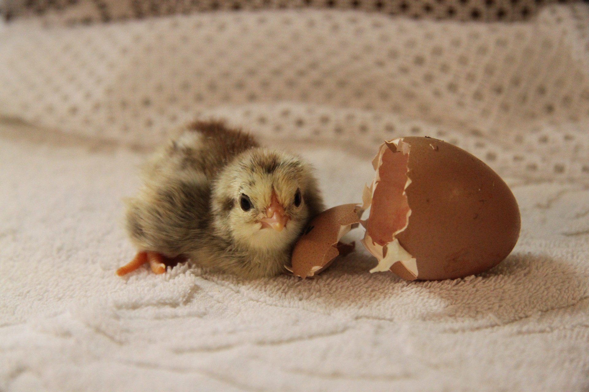 Even prior to hatching, domestic chickens are responsive to their environment. Lydia Jacobs (public domain)