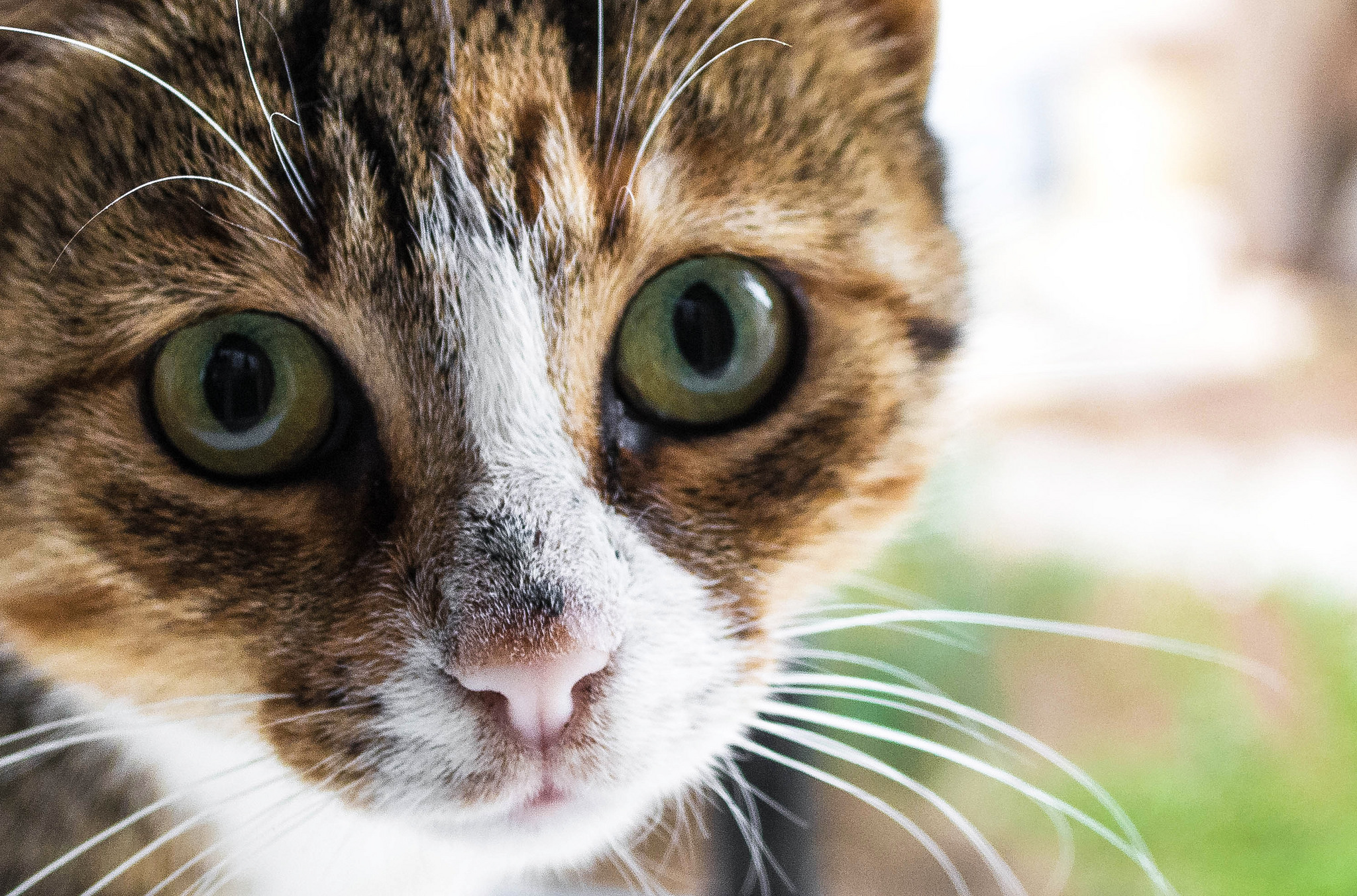 Cats are just one of the many species for whom sex is painful. Their spiny penis rakes in the walls of the vagina during withdrawal. Mohamed Aymen Bettaieb/Flickr (CC BY 2.0)