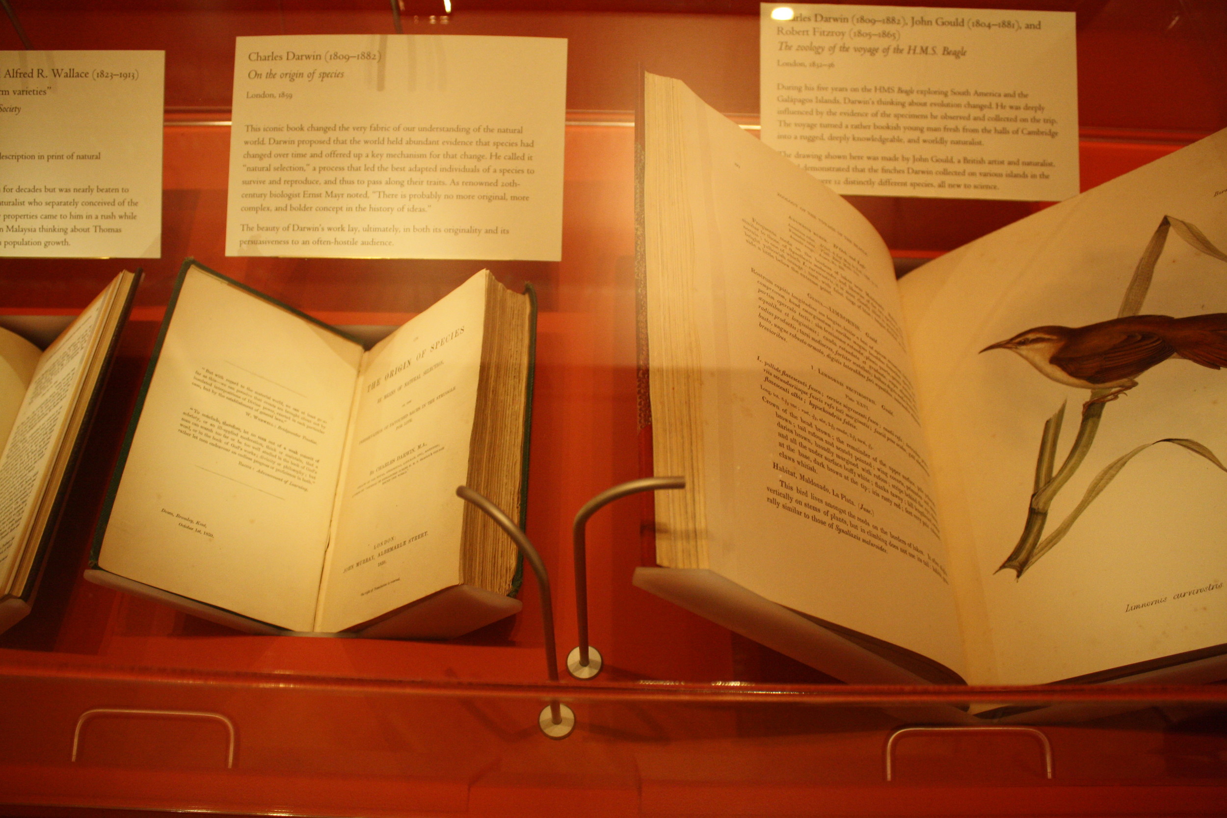 The published work of Charles Darwin, one of the most groundbreaking scientists of the 19th century, was written in a style very different to today's jargon-heavy scientific literature. Megan Rosenbloom/Flickr (CC BY-NC 2.0)
