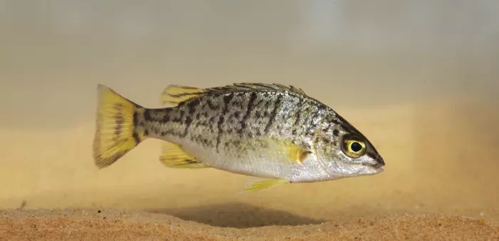 Amniataba species 3 , © Matt Le Feuvre/James Shelley