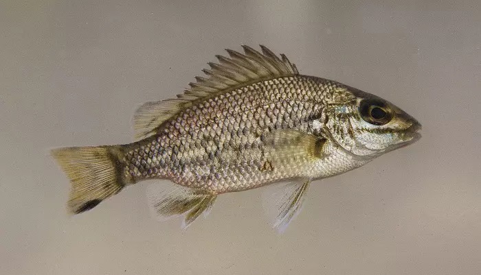 Amniataba species 4 , © Matt Le Feuvre/James Shelley