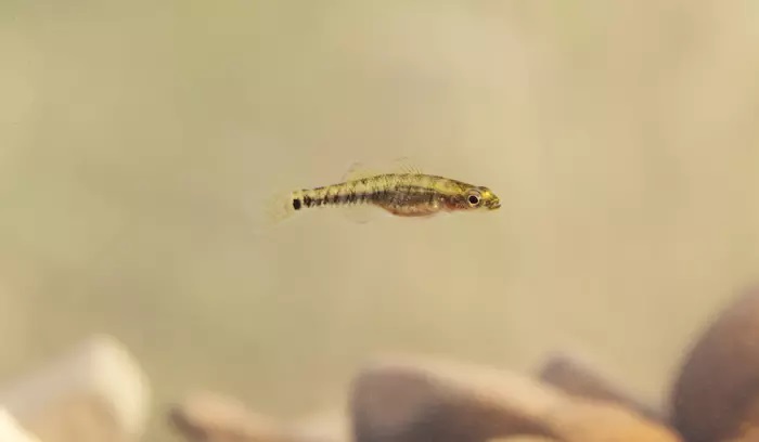 Hypseleotris species 2 , © Matt Le Feuvre/James Shelley