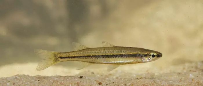 Craterocephalus species 1 , © Matt Le Feuvre/James Shelley
