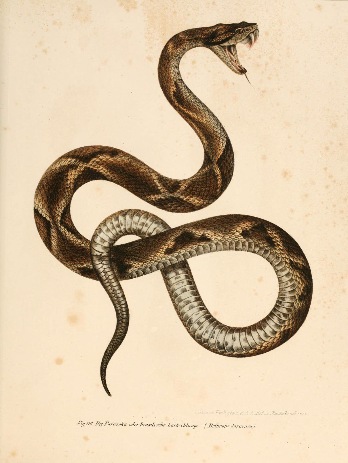 Several drugs derived from snake venoms are already on the market, the first of which was a hypertension drug with origins in the venom of the Brazilian pit viper (Bothrops jararaca). Biodiversity Heritage Library/Flickr (CC BY 2.0)