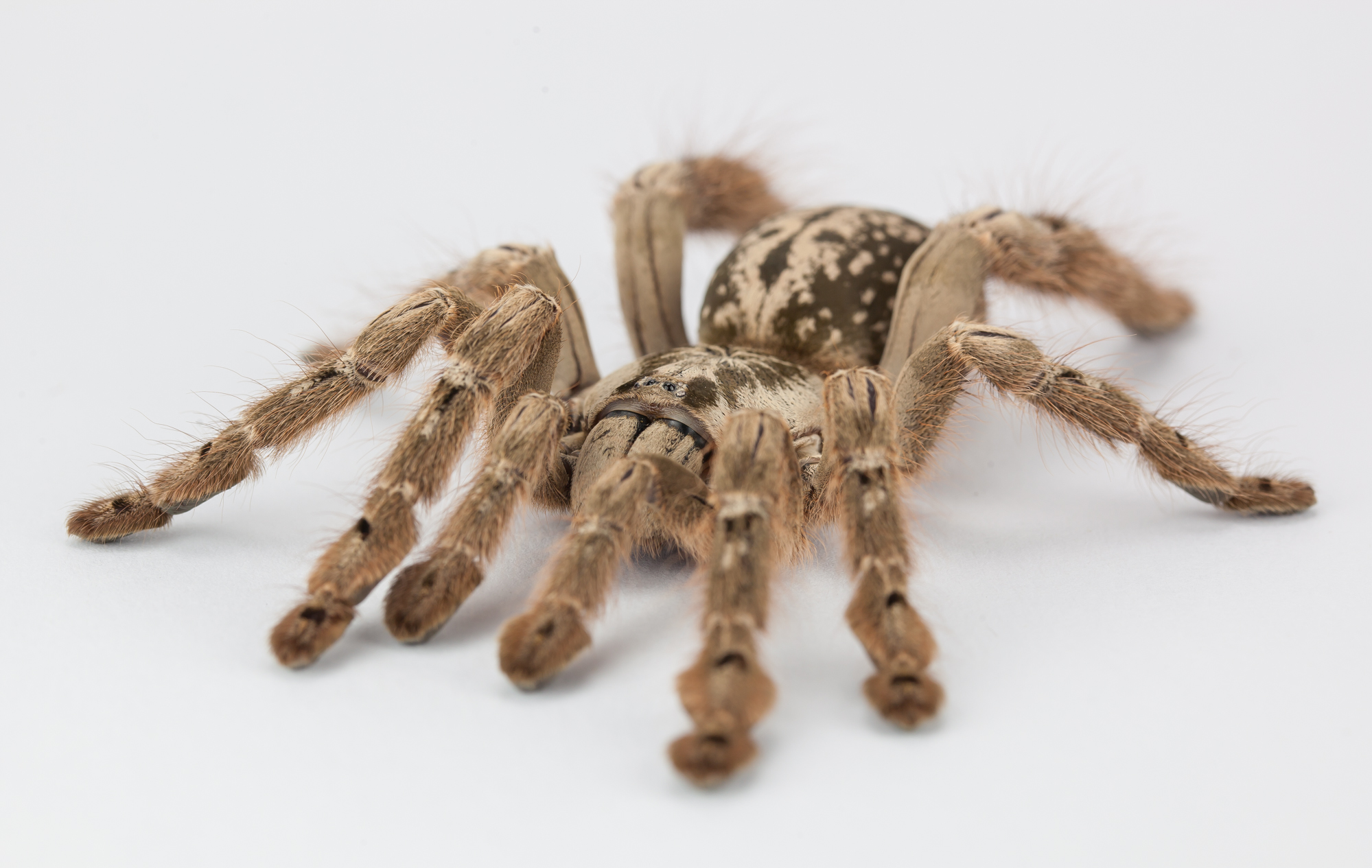 Insect venoms, like that of the the Togo Starburst Tarantula (Heteroscodra maculata) are great potential sources for new drugs because they target insect prey specifically - not humans. © Bastian Rast (used with permission)