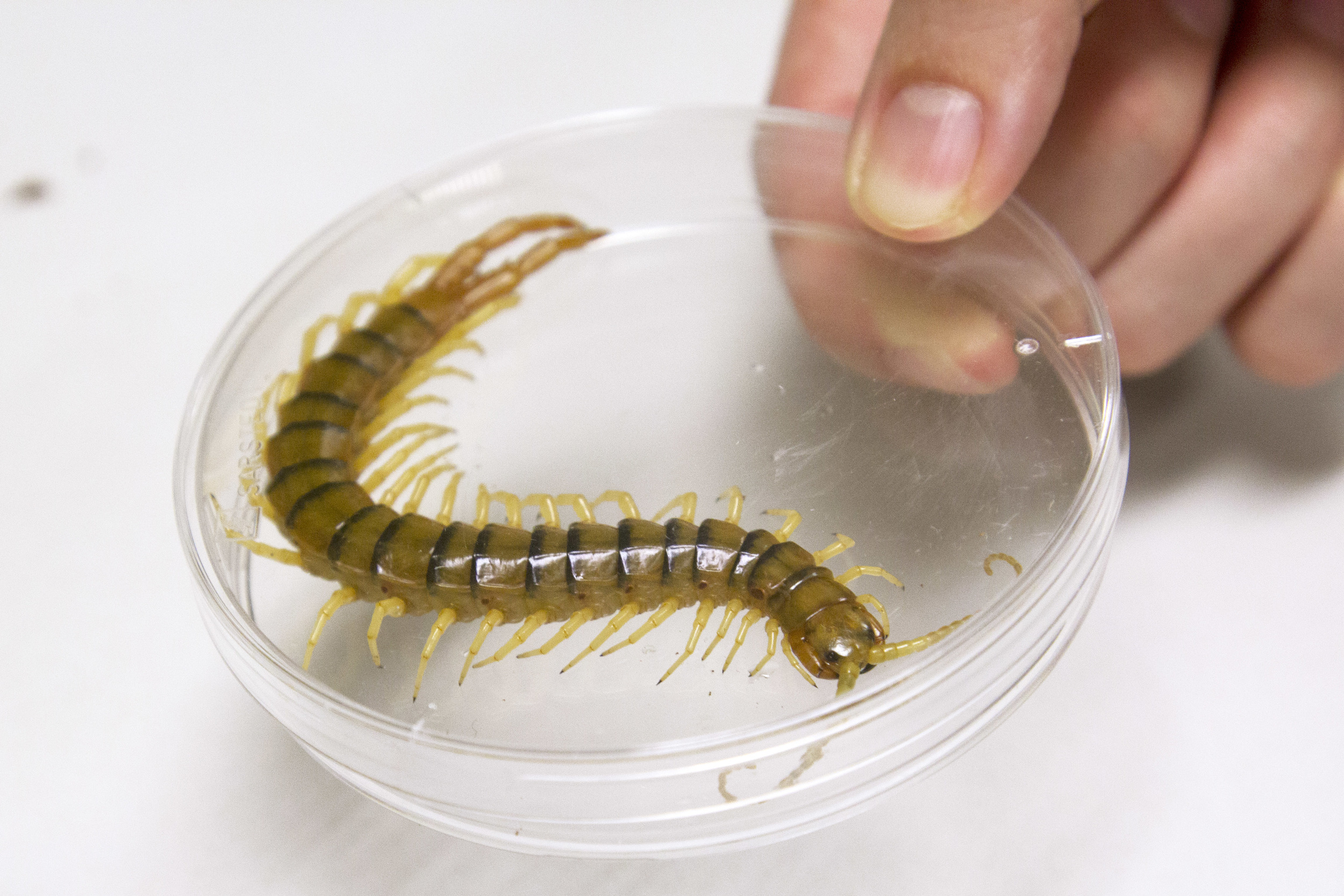 How do you milk venom from 3000 centipedes? Carefully and at an excruciatingly slow pace. © IMB, University of Queensland (used with permission)