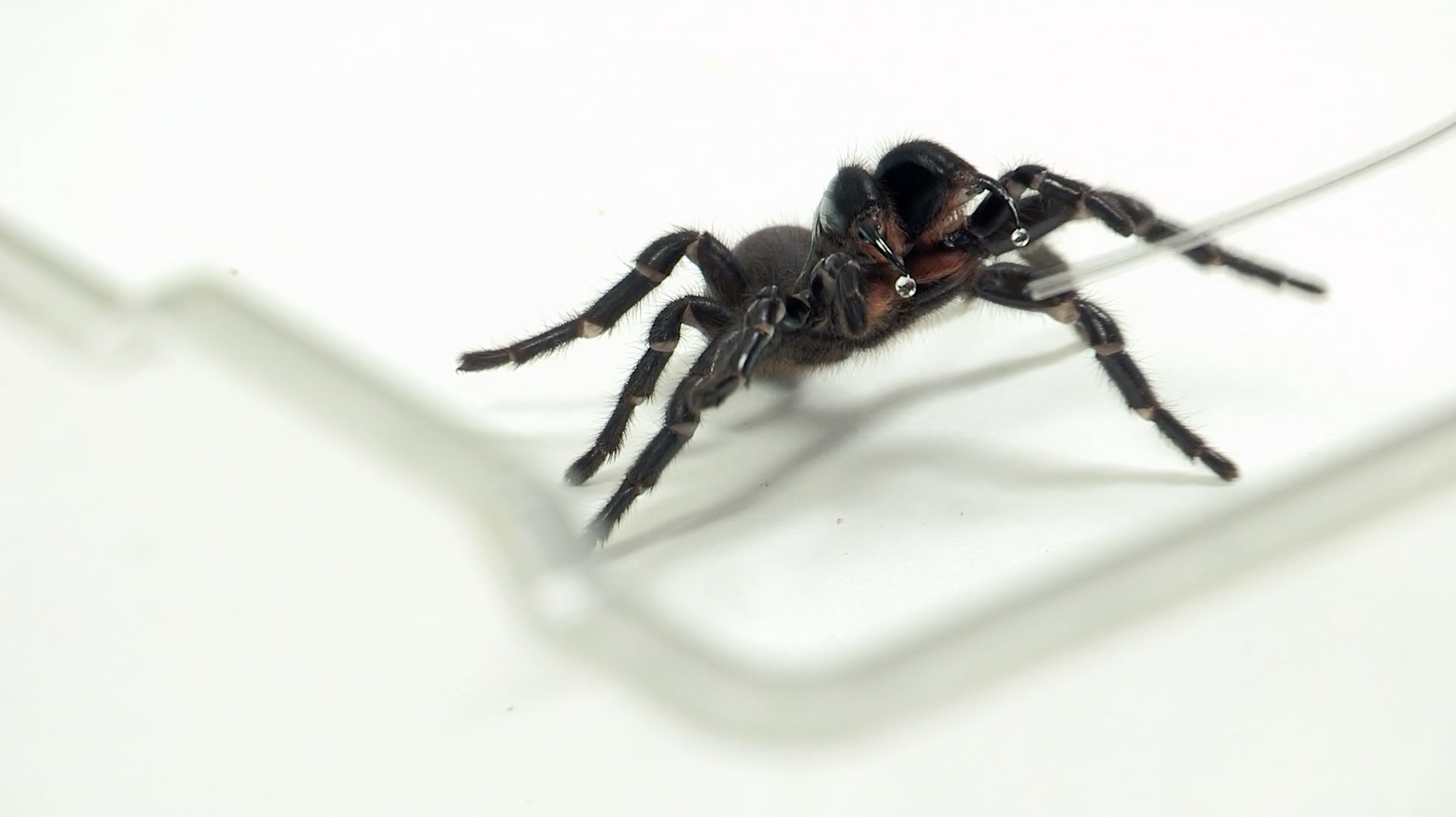 Sadly, milking the venom isn’t even the hardest part. You still have to find which one of the many molecules in venom is responsible for the toxic attac k. © IMB, University of Queensland (used with permission)