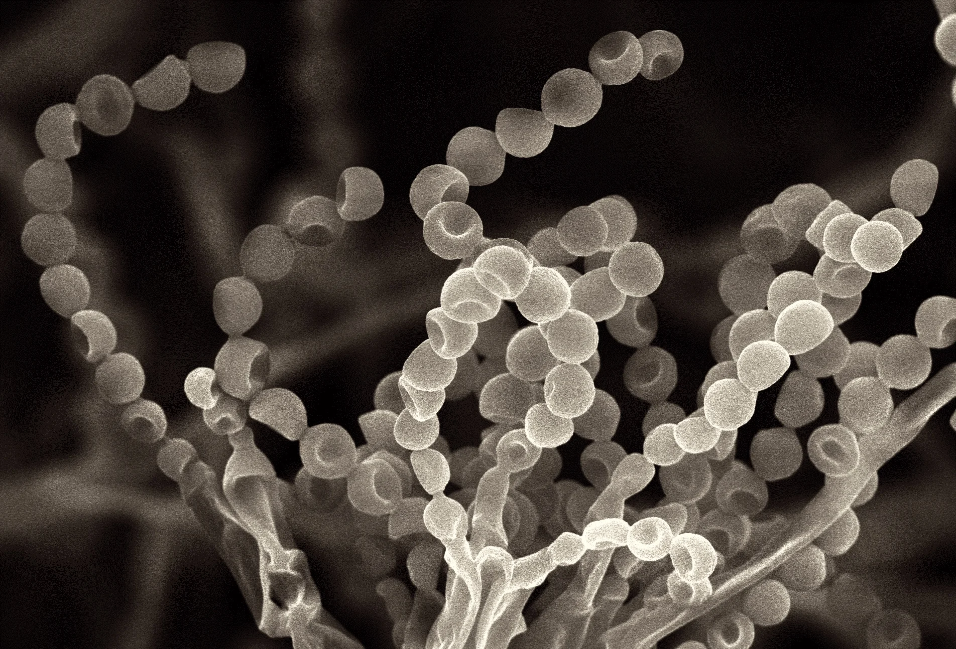Penicillium chrysogenum , the fungus from which penicillin was first isolated, is little use to us now, in a world where many antibiotics are losing their potency. Engineering at Cambridge/Flickr (CC BY-NC-ND 2.0)
