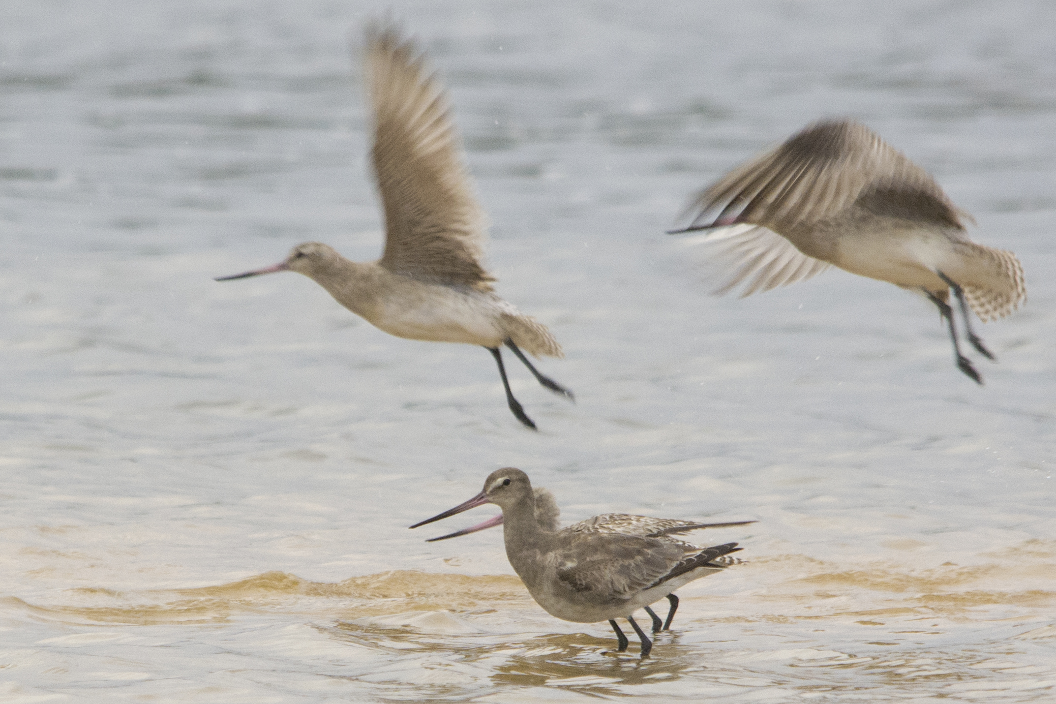 A vagrant Hudsonian godwit (front), mingling with native godwits at Wollumboola Lake. © Owen Lishmund (used with permission)