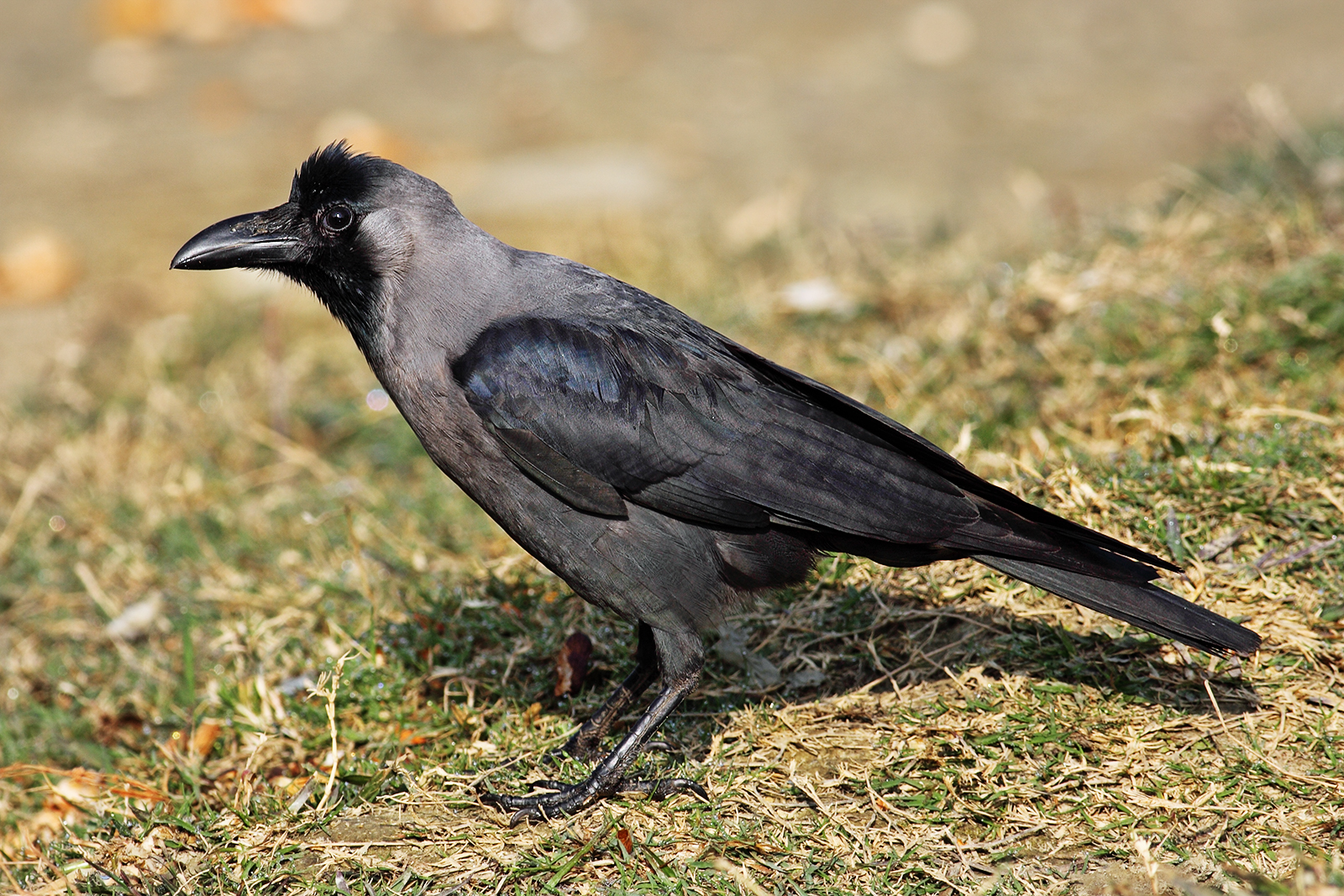 An invasive house crow, native to southern Asia, was falsely reported in Melbourne's CBD in 2014. Benjamint444/Wikimedia Commons (GNU FDL 1.2)