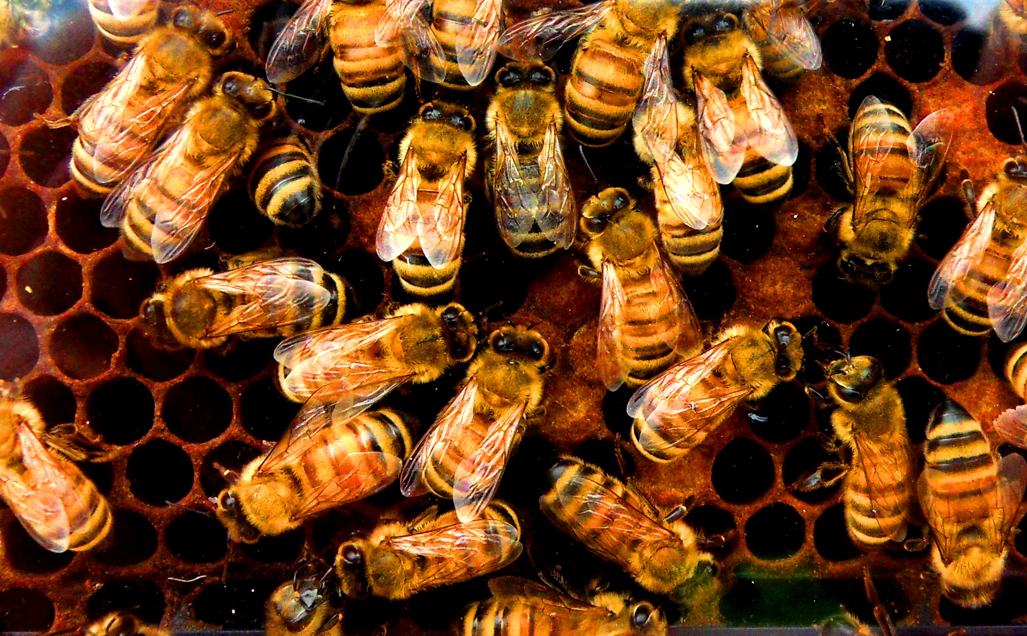 Darwin considered the behaviour of social insects a particular challenge to his theory of evolution. Jennifer C./Flickr (CC BY 2.0)