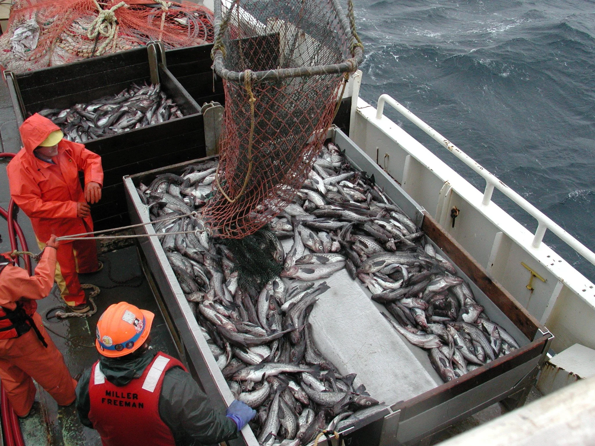 Commercial fishers around the world face a suite of species-specific threats. Allen Shimada/Wikimedia Commons (public domain)